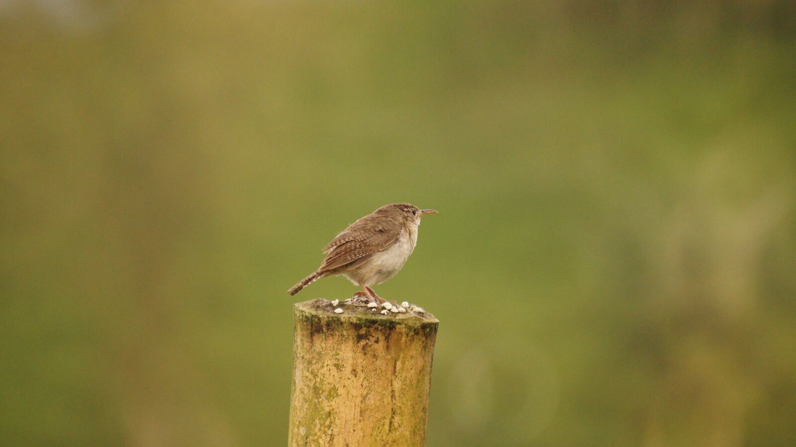Sony SLT-A55 (SLT-A55V) + Sony 500mm F8 Reflex sample photo. Landscapes, ave, natural photography