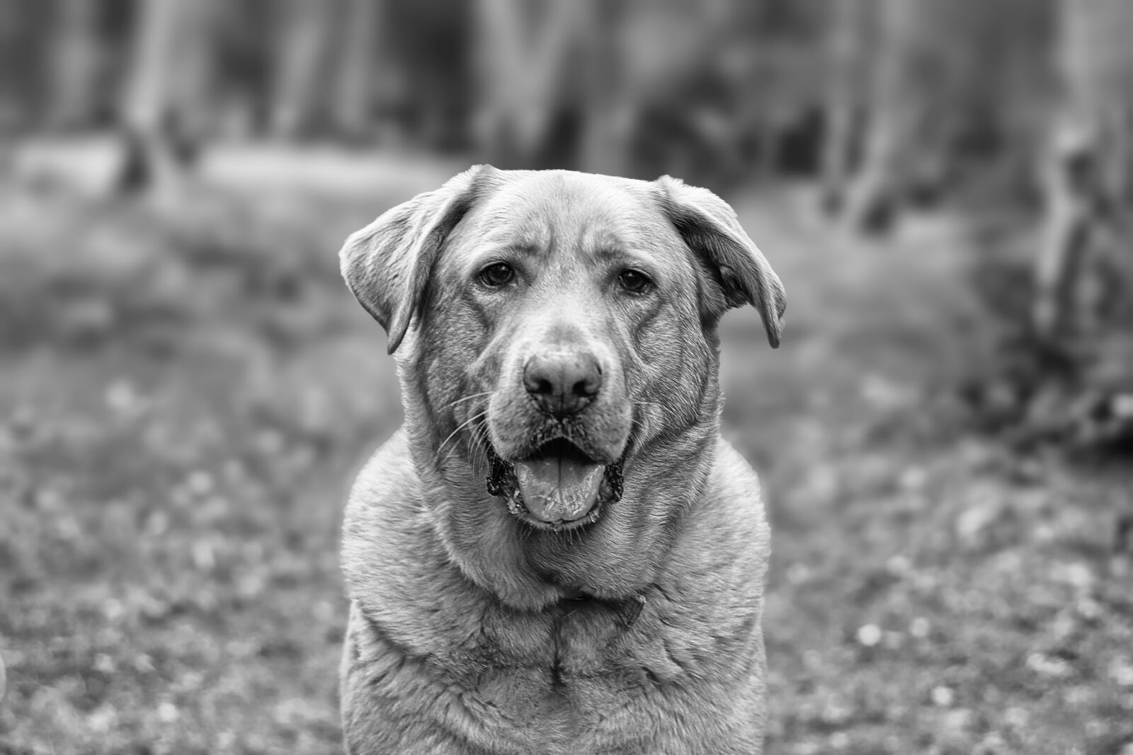 Nikon D7100 sample photo. Dog, pet, animal photography