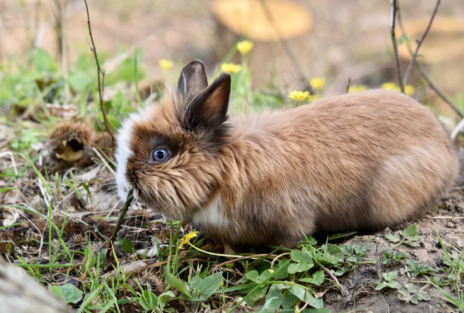 Nikon D5600 sample photo. Rabbit, dwarf rabbit, herbivore photography