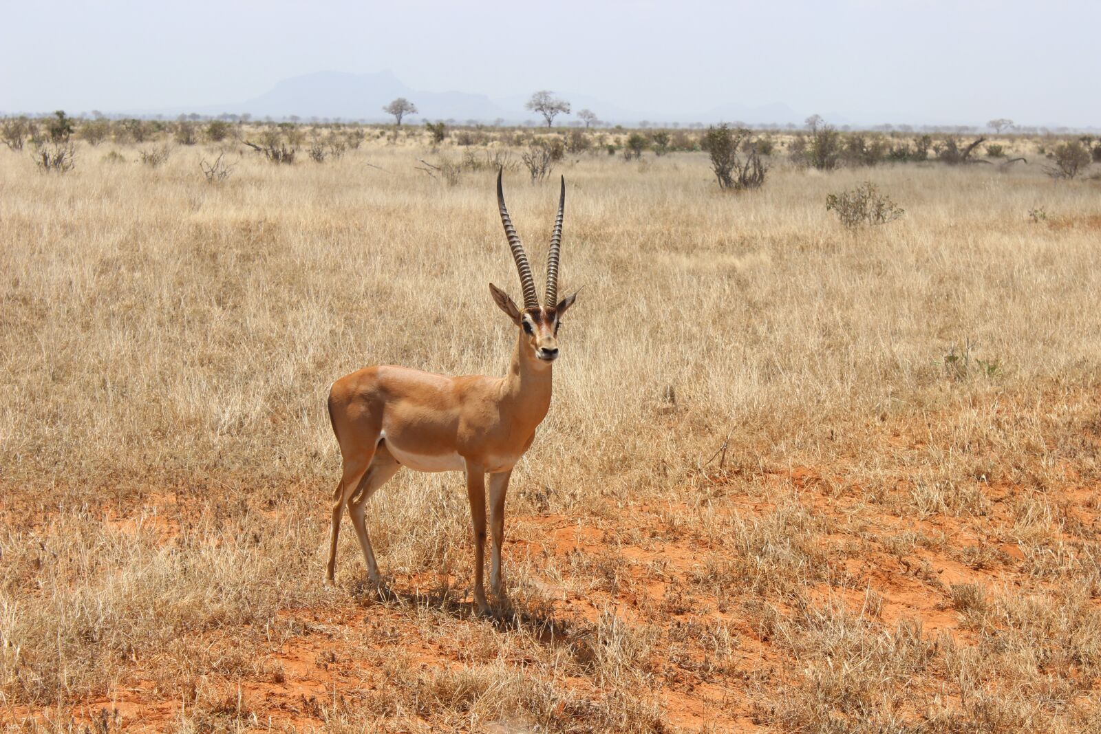 Canon EOS 600D (Rebel EOS T3i / EOS Kiss X5) sample photo. Antelope, kenya, desert photography