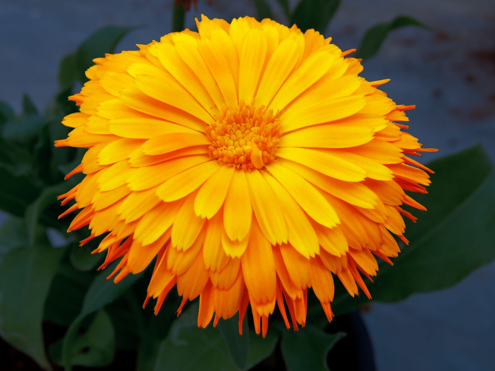 Canon PowerShot SX60 HS sample photo. Flower, sunflower, yellow flower photography