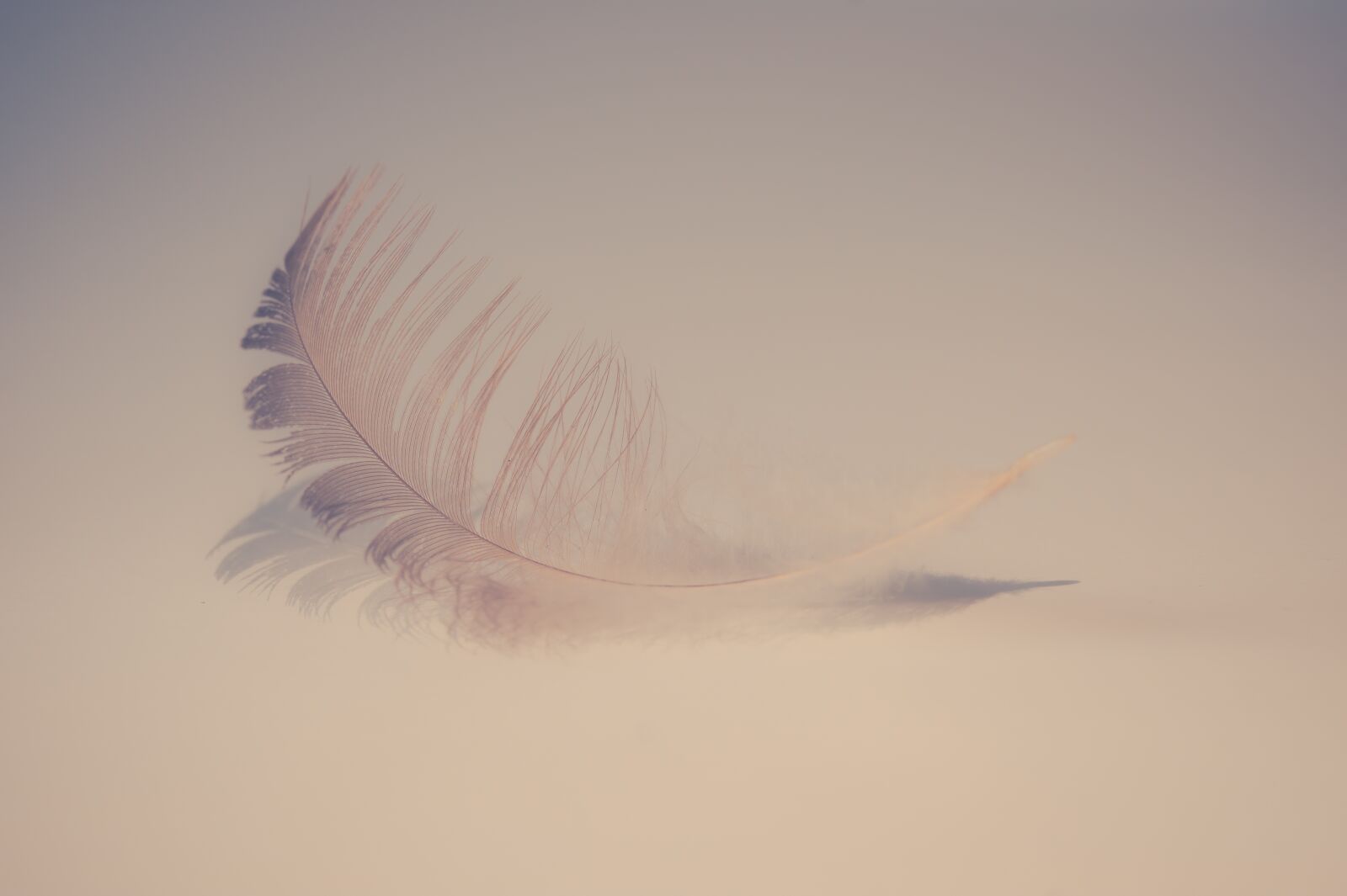 Sony SLT-A58 + 105mm F2.8 sample photo. Feather, soft, sweet photography