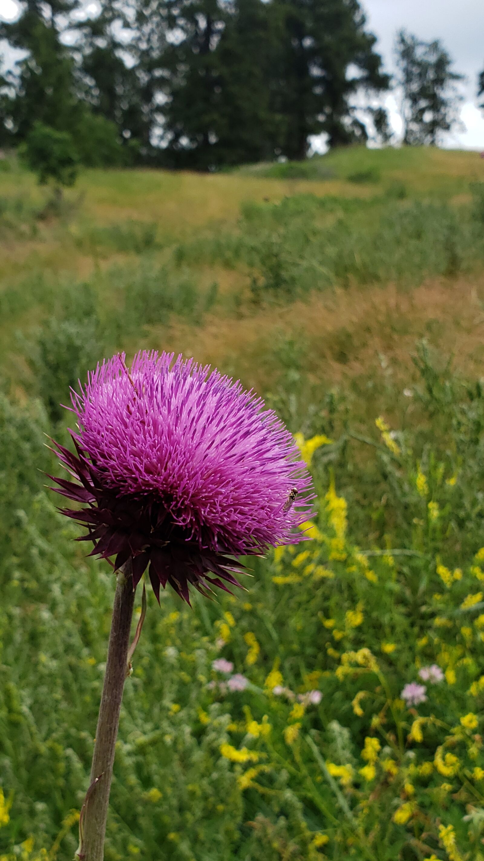 Samsung Galaxy Note9 sample photo. Nettle, pink, flower photography
