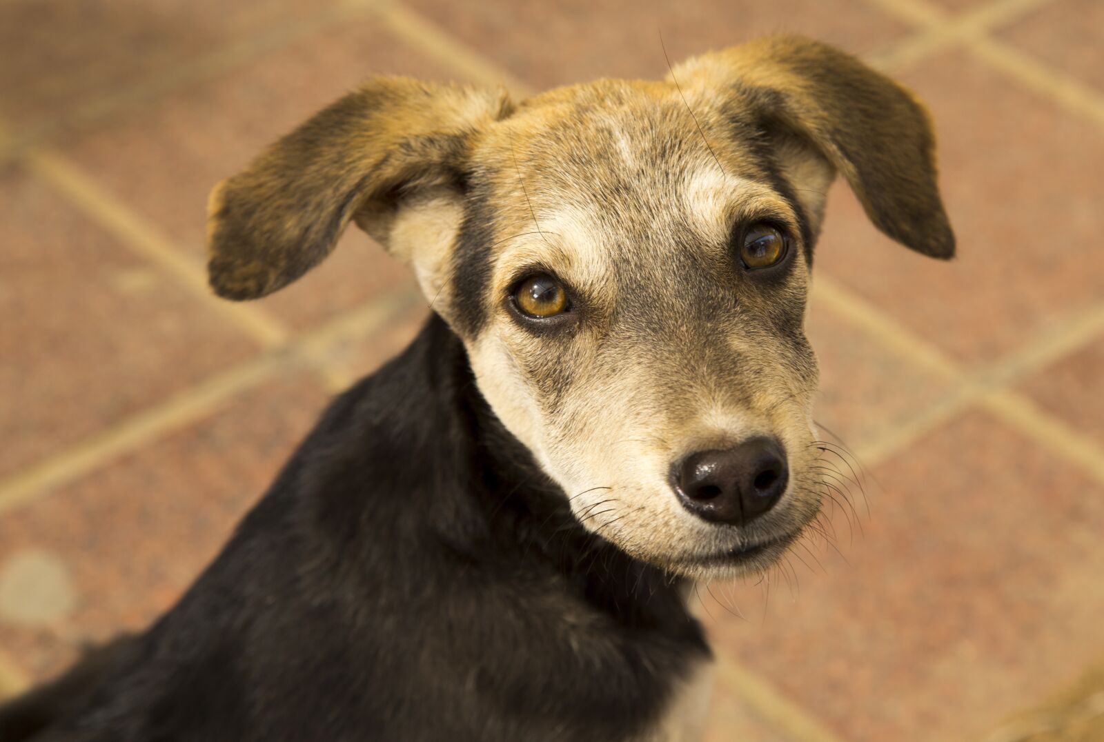 Canon EOS 6D + Canon EF 24-105mm F4L IS USM sample photo. Dog, puppy, animal photography
