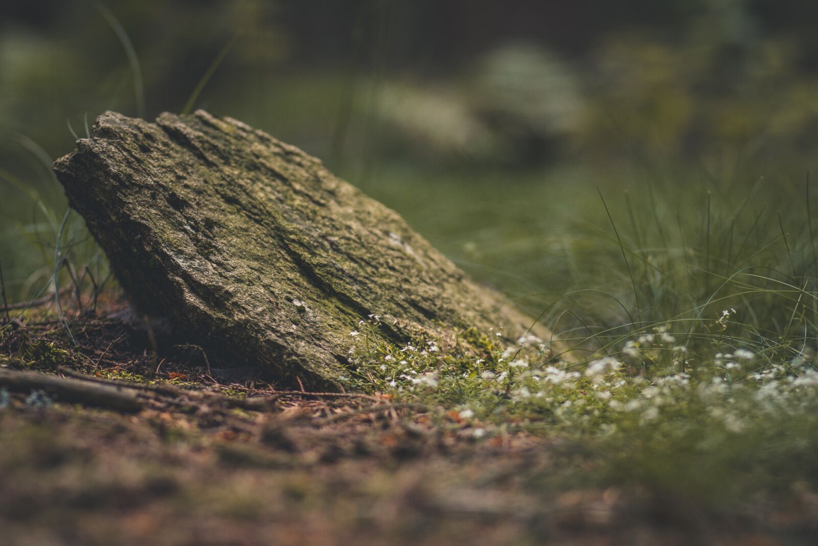 Canon EOS 60D + Canon EF 85mm F1.8 USM sample photo. Stone, grass, forest photography