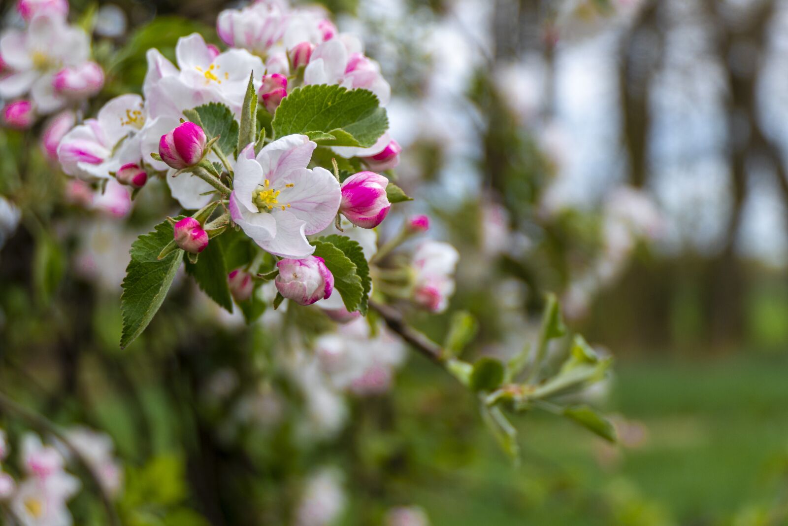 Panasonic Lumix DMC-FZ2500 (Lumix DMC-FZ2000) sample photo. Apple flower, spring, pink photography