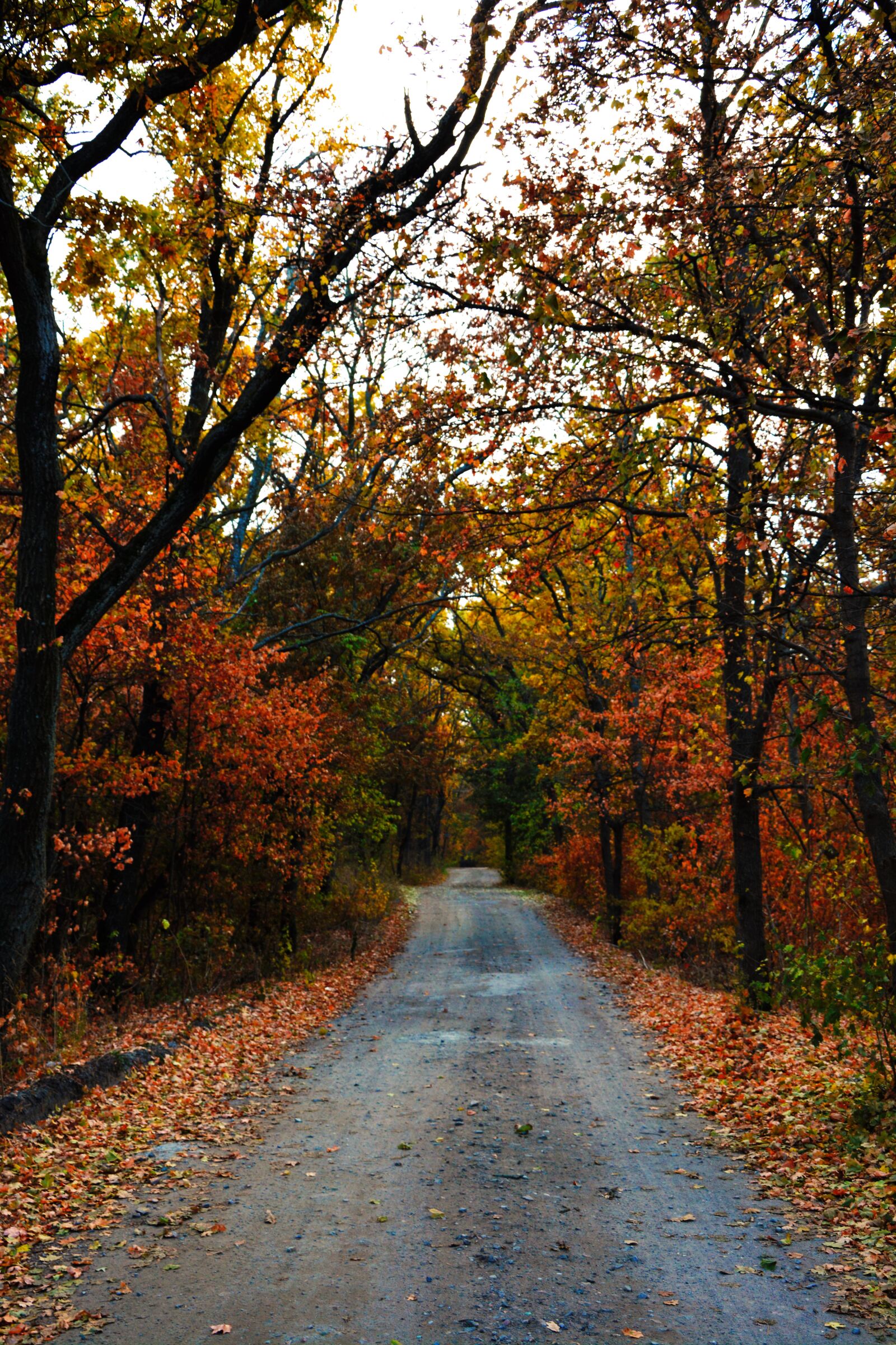 Nikon D5200 sample photo. Autumn, forest, nature photography