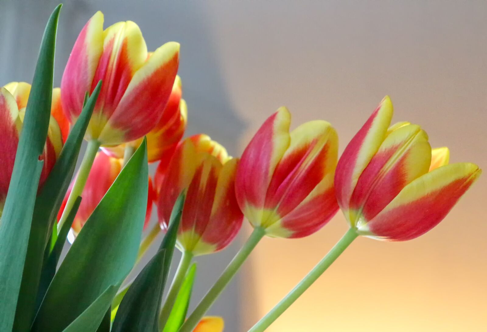 Canon EOS 650D (EOS Rebel T4i / EOS Kiss X6i) sample photo. Tulips, cut flowers, flowers photography