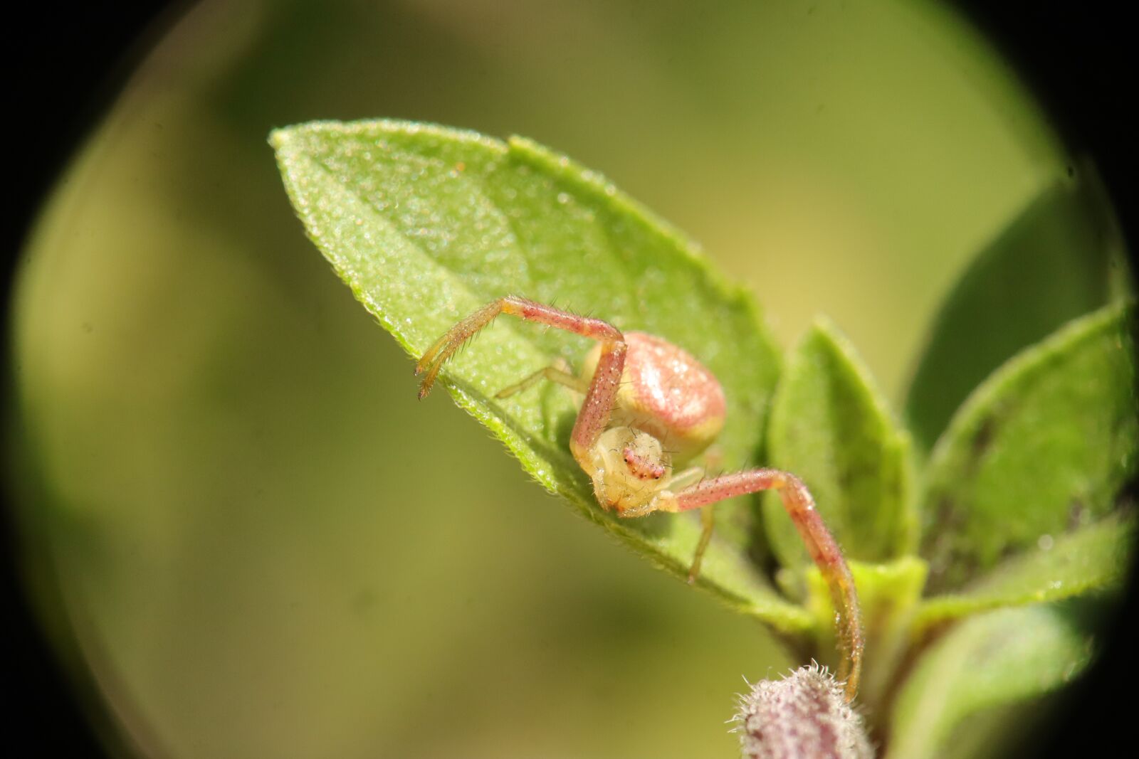 Canon EF-M 15-45mm F3.5-6.3 IS STM sample photo. Arachnid, insect, spider crab photography