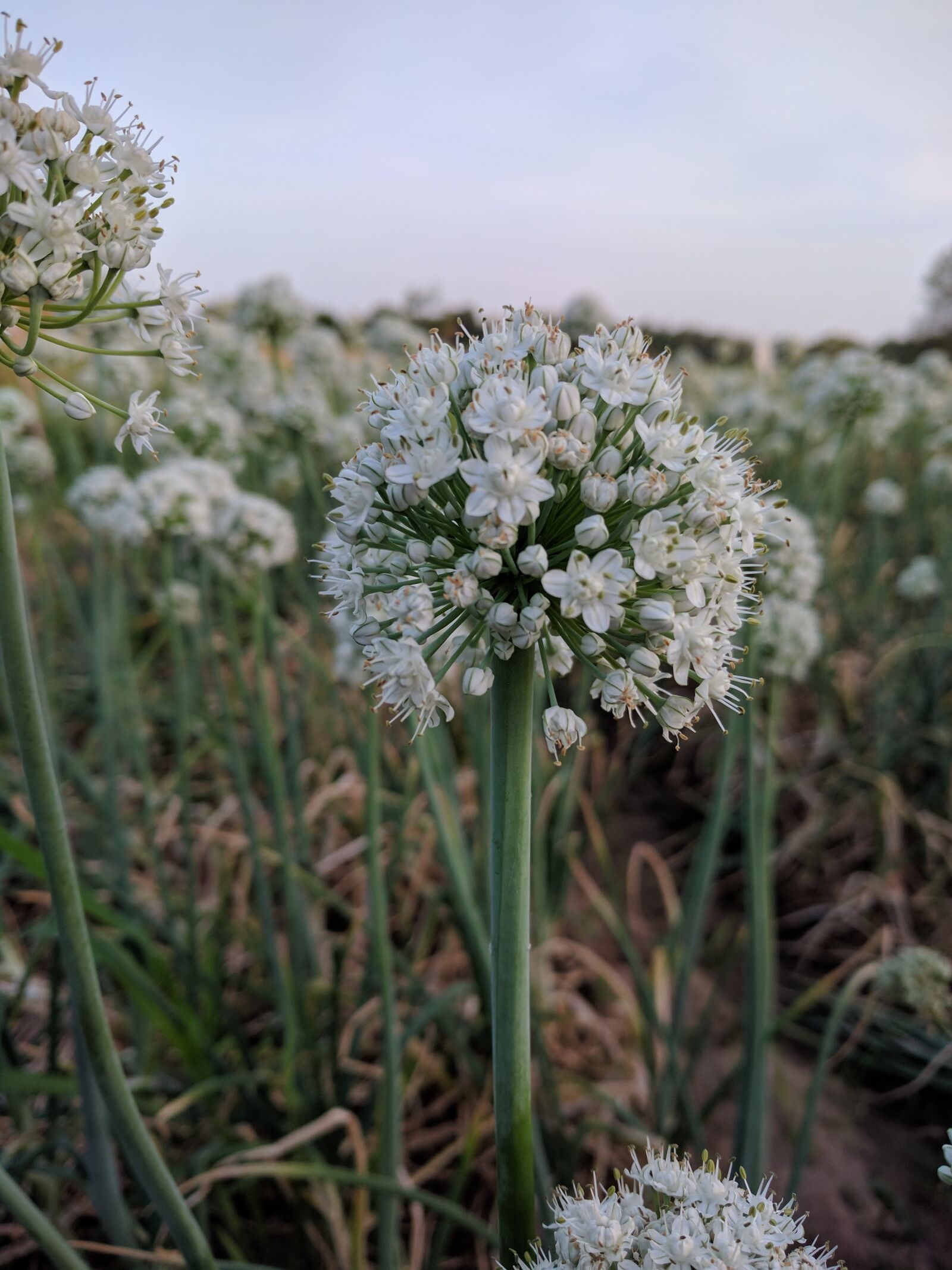 LG Nexus 5X sample photo. Onion, flower, bloom photography