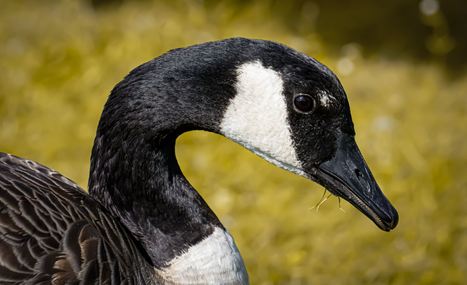 Nikon D7200 sample photo. Goose, pond, wild goose photography