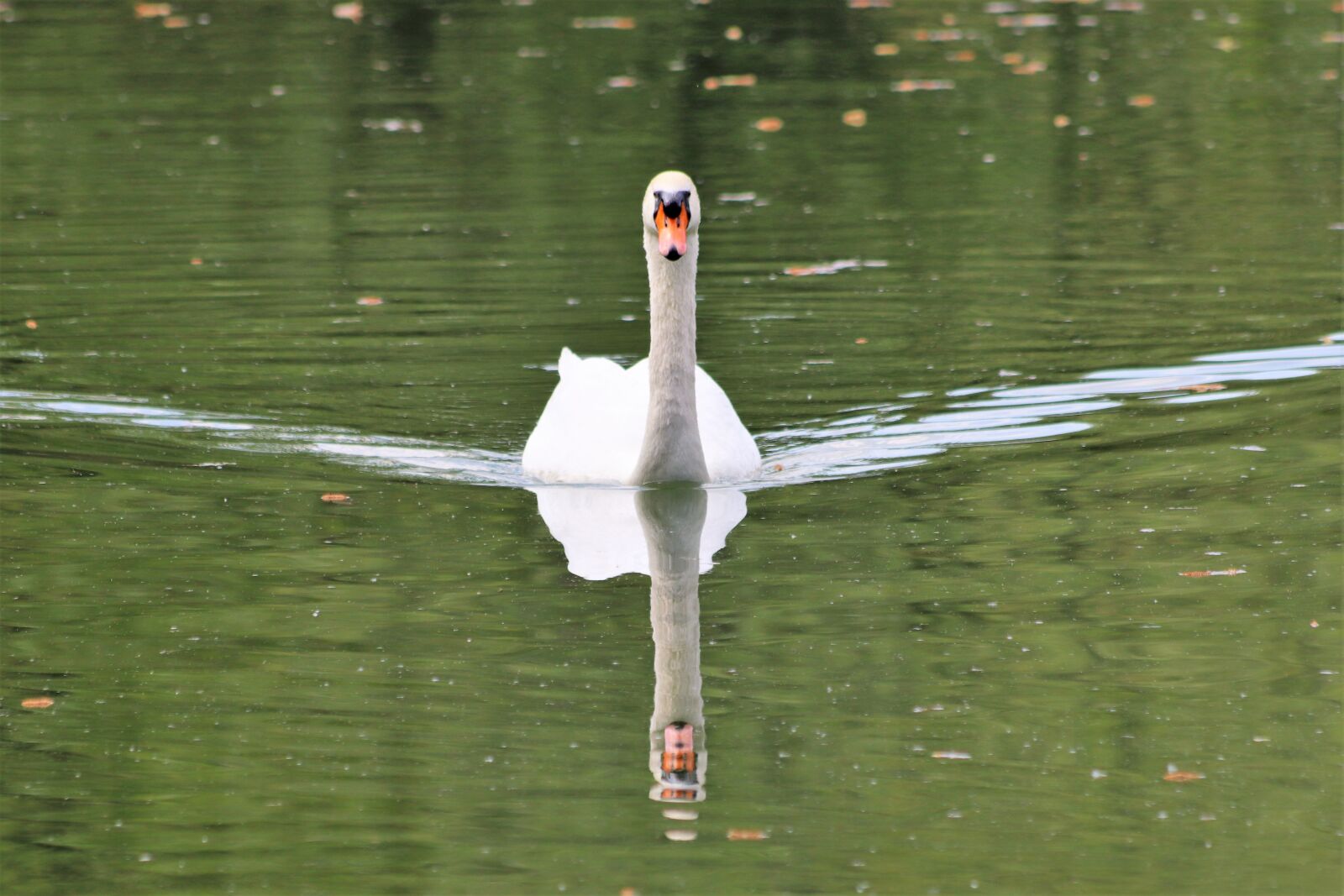Canon EOS 200D (EOS Rebel SL2 / EOS Kiss X9) sample photo. White swan, lake, swim photography
