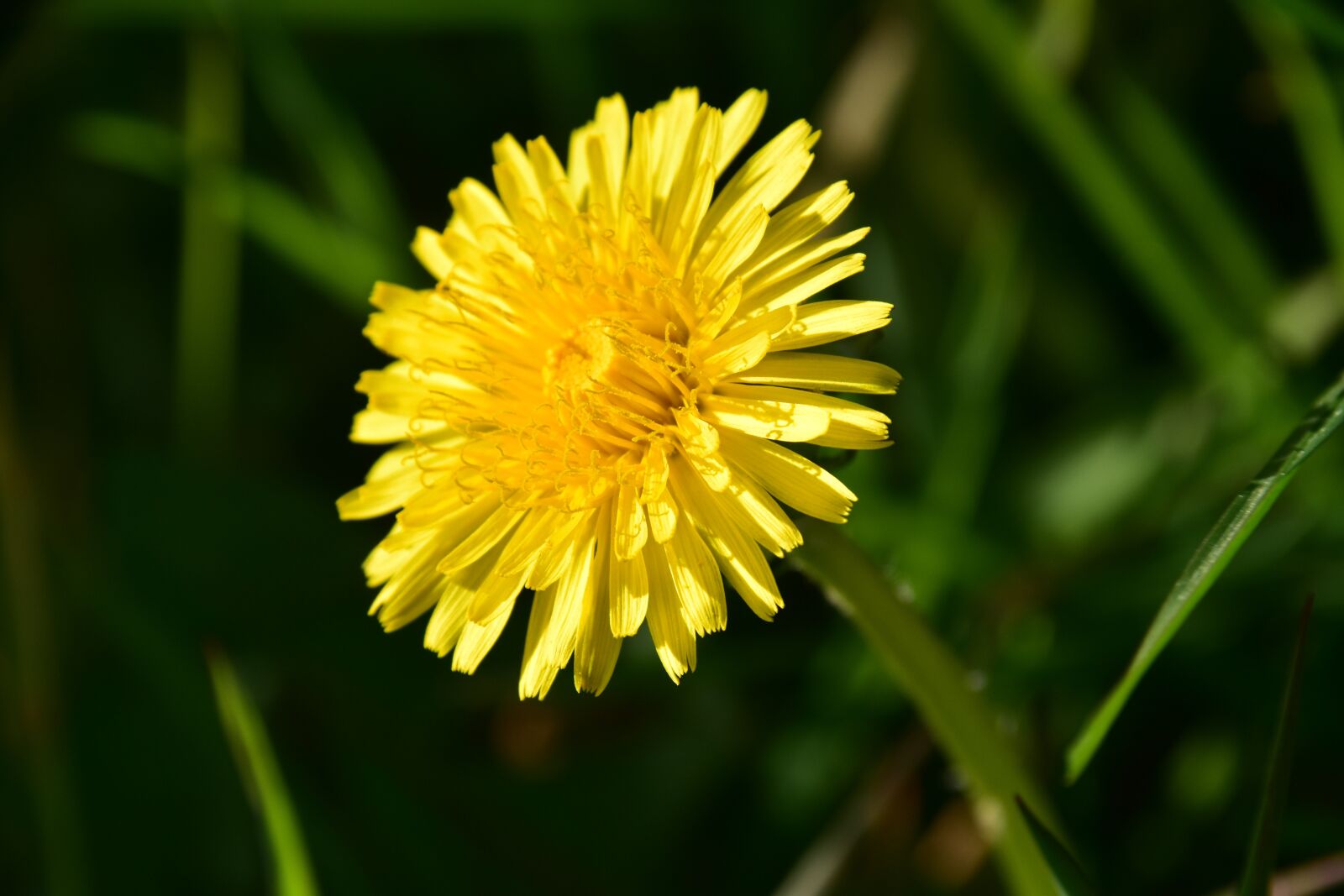 Nikon D5600 sample photo. Flower, dandelion, yellow flower photography