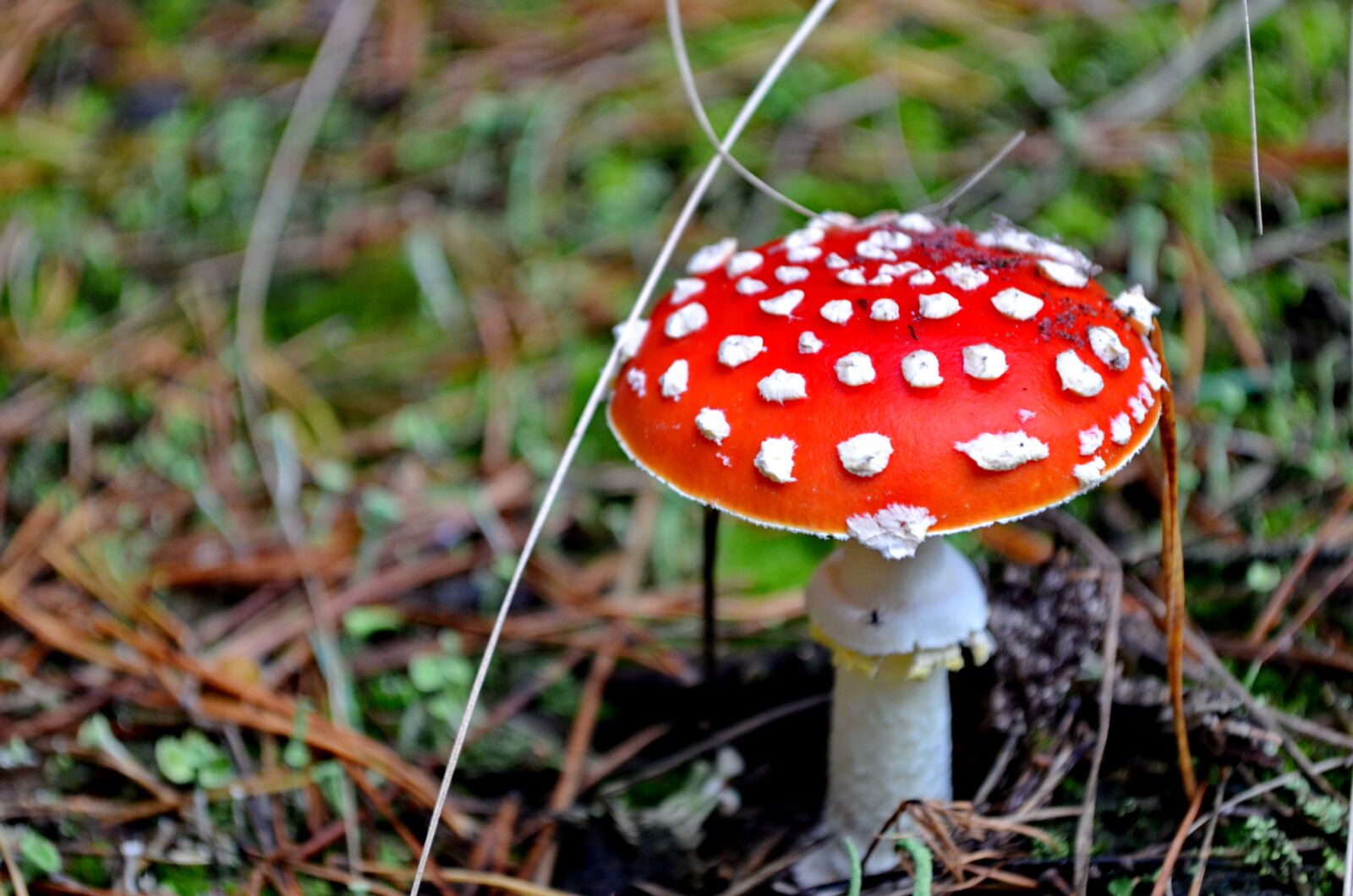 Nikon D5100 sample photo. Mushroom, nature, amanita photography