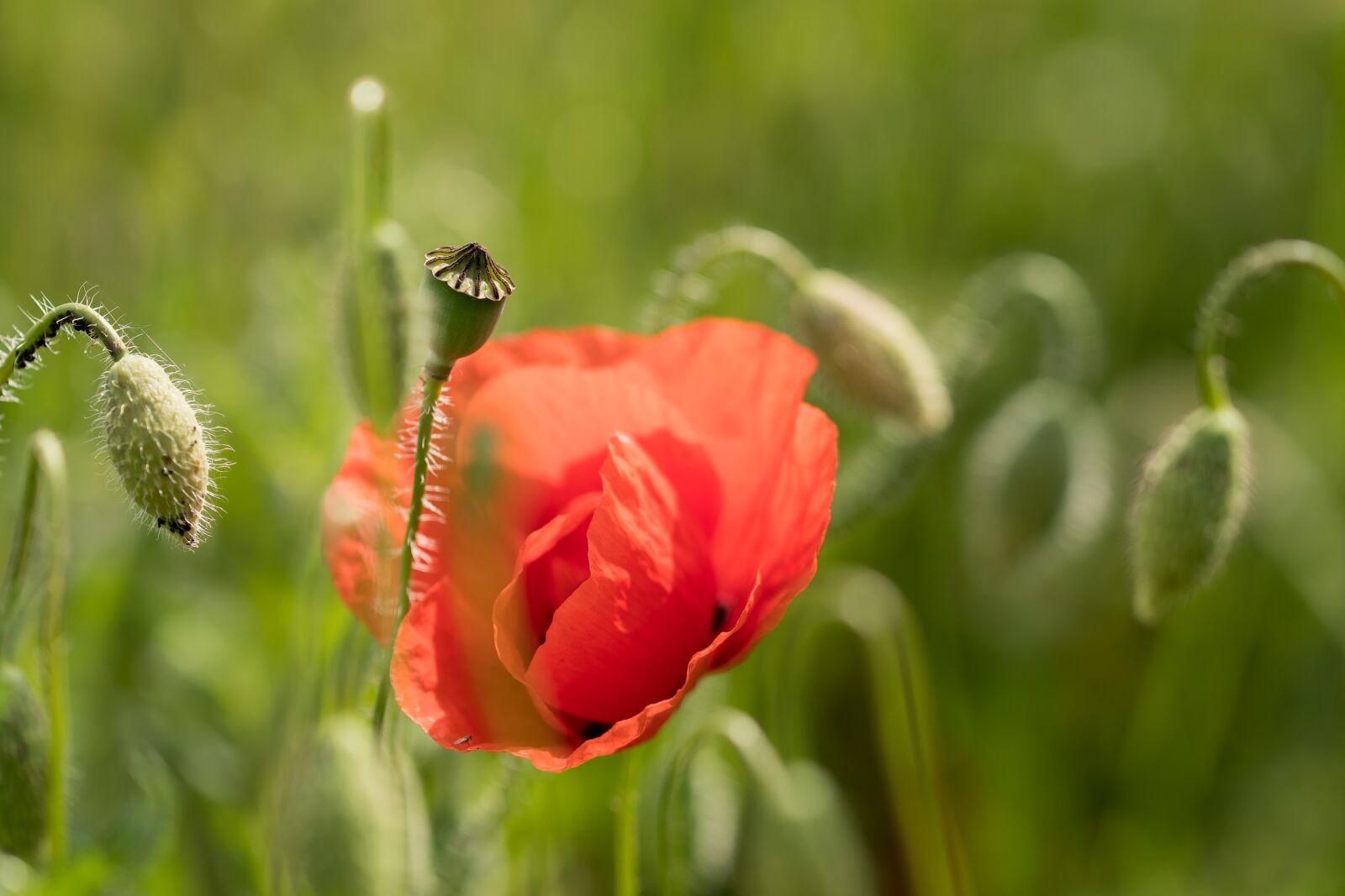 Nikon D500 sample photo. Poppy, red, klatschmohn photography