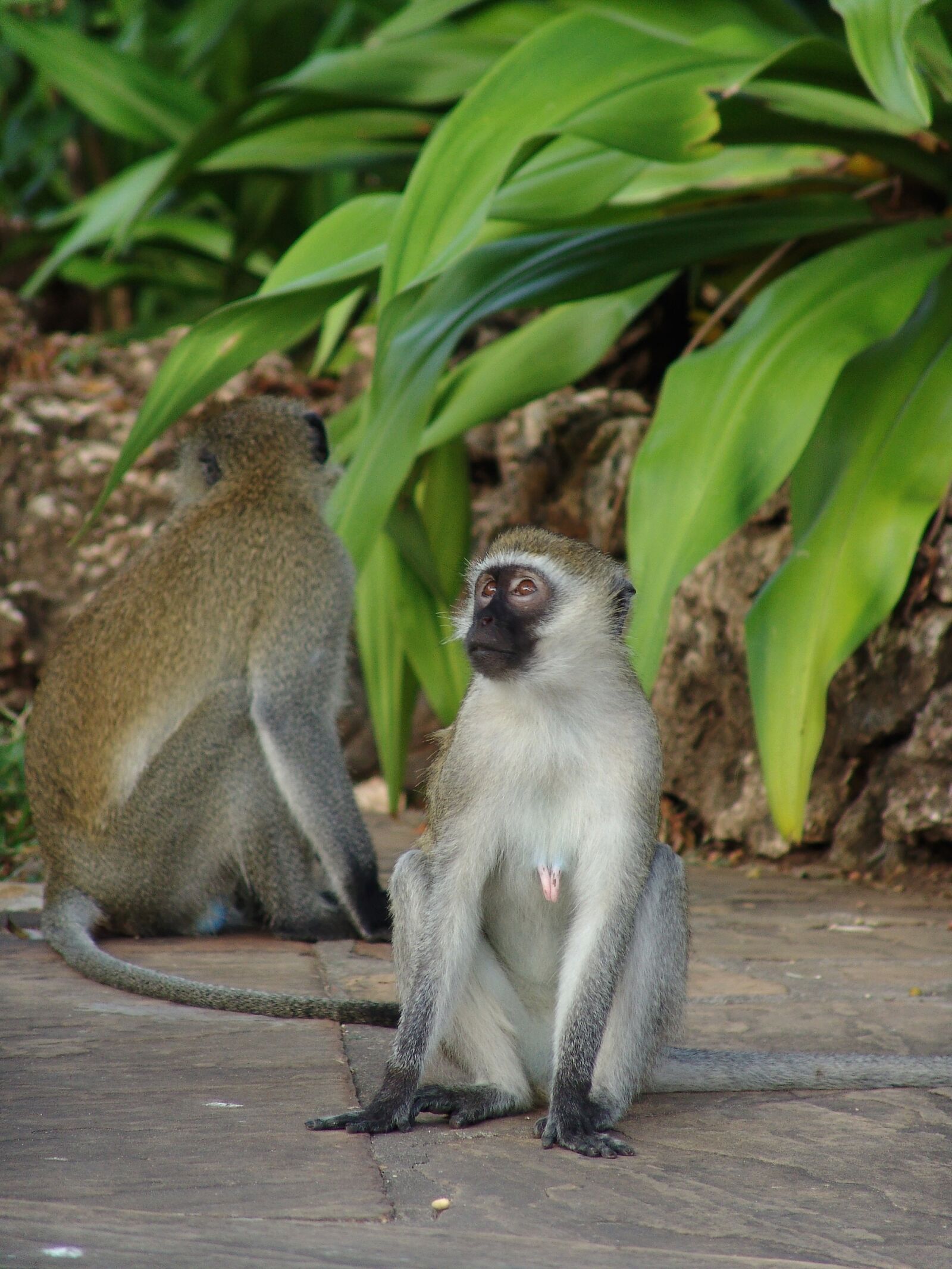 Sony DSC-F828 sample photo. Monkey, makake, africa photography