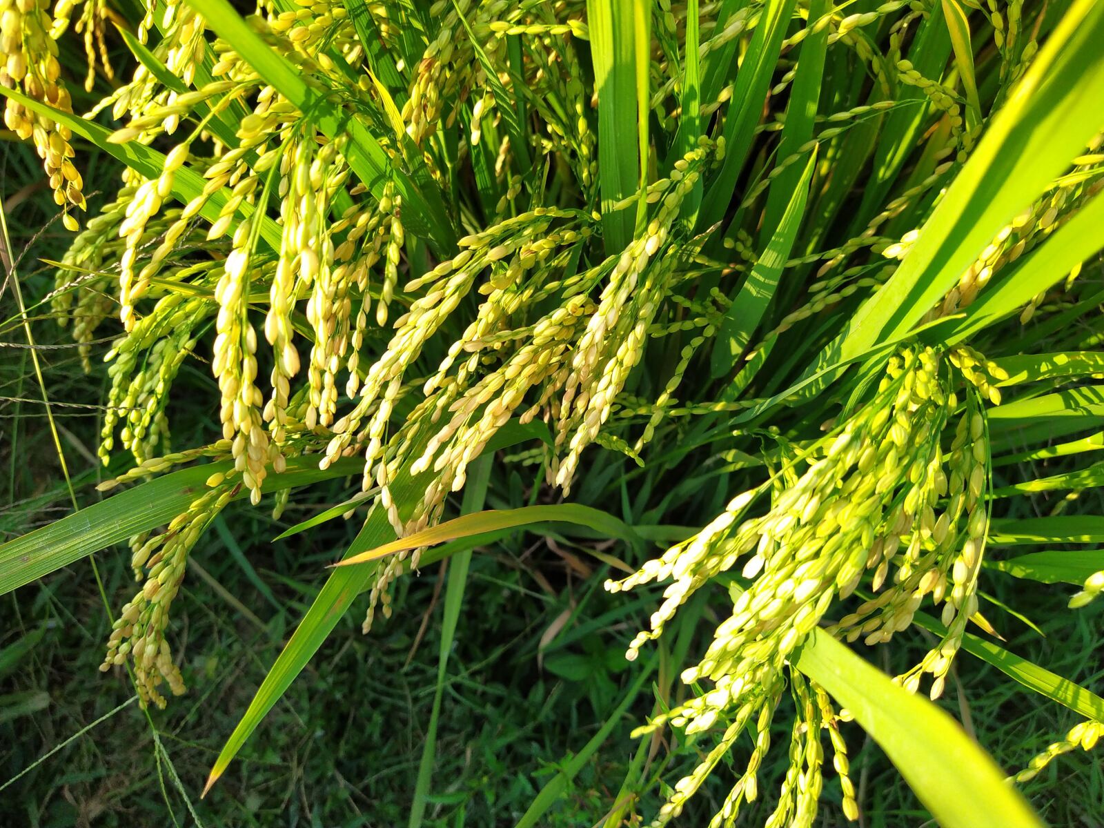 HMD Global Nokia 7.2 sample photo. Paddy, rice, rice fields photography