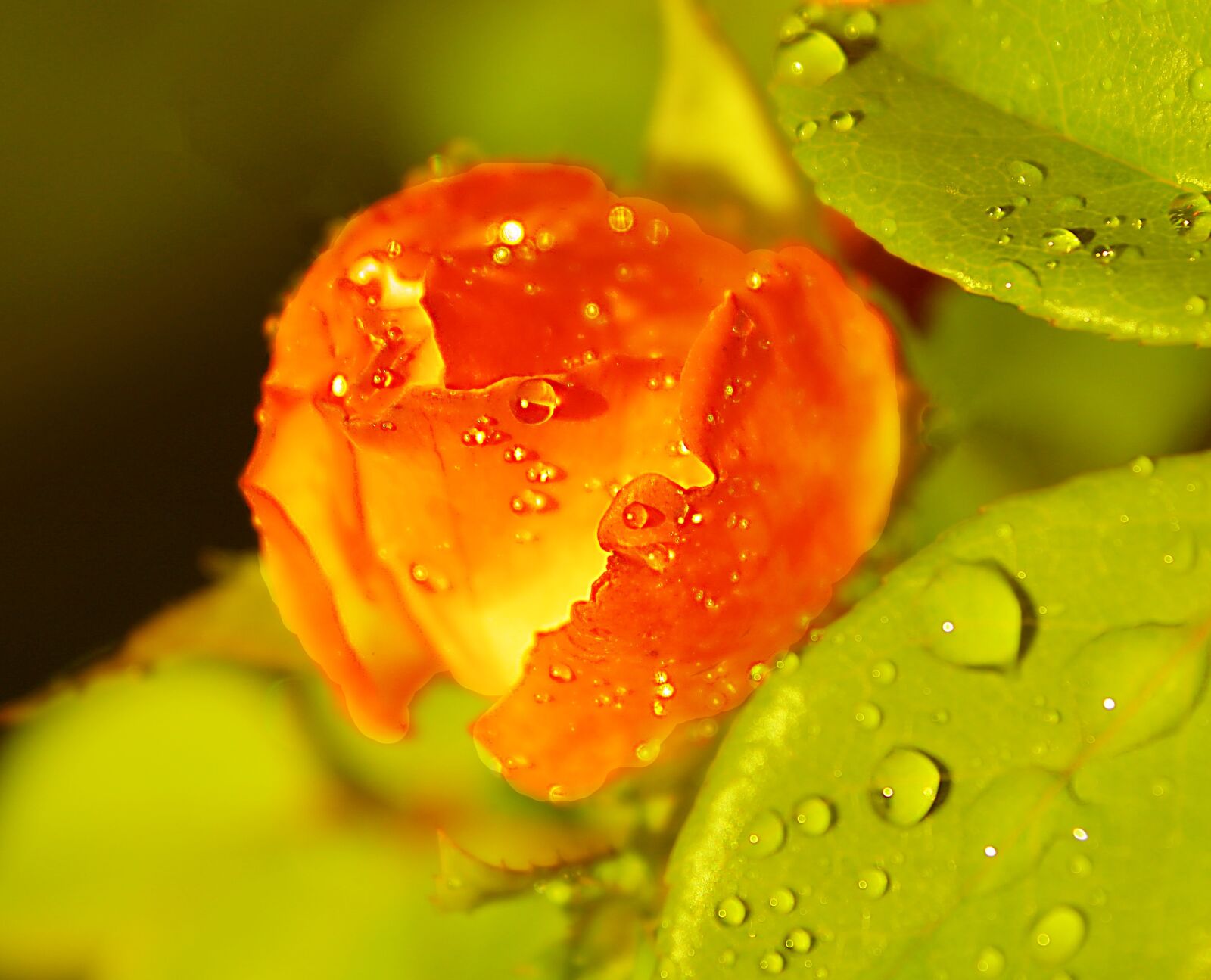 Canon EOS 1200D (EOS Rebel T5 / EOS Kiss X70 / EOS Hi) sample photo. Rose, blossom, bloom photography