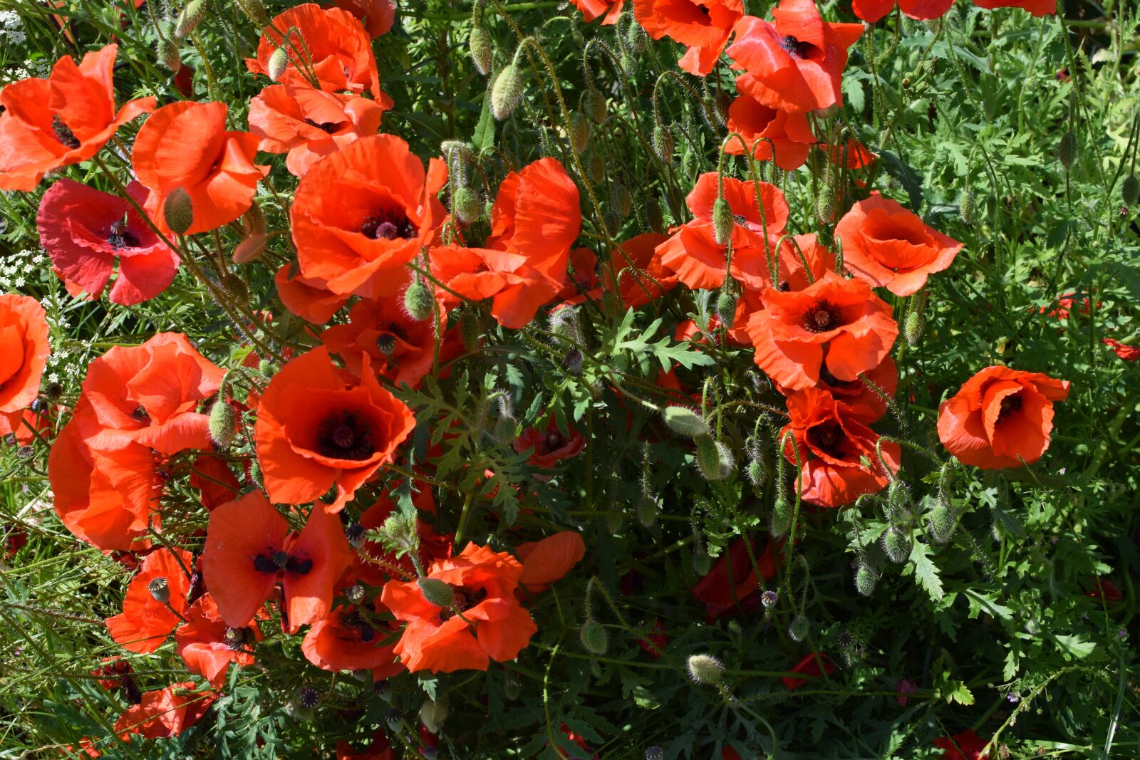 Nikon D5300 sample photo. Poppy, tr dg rdsvallmo photography