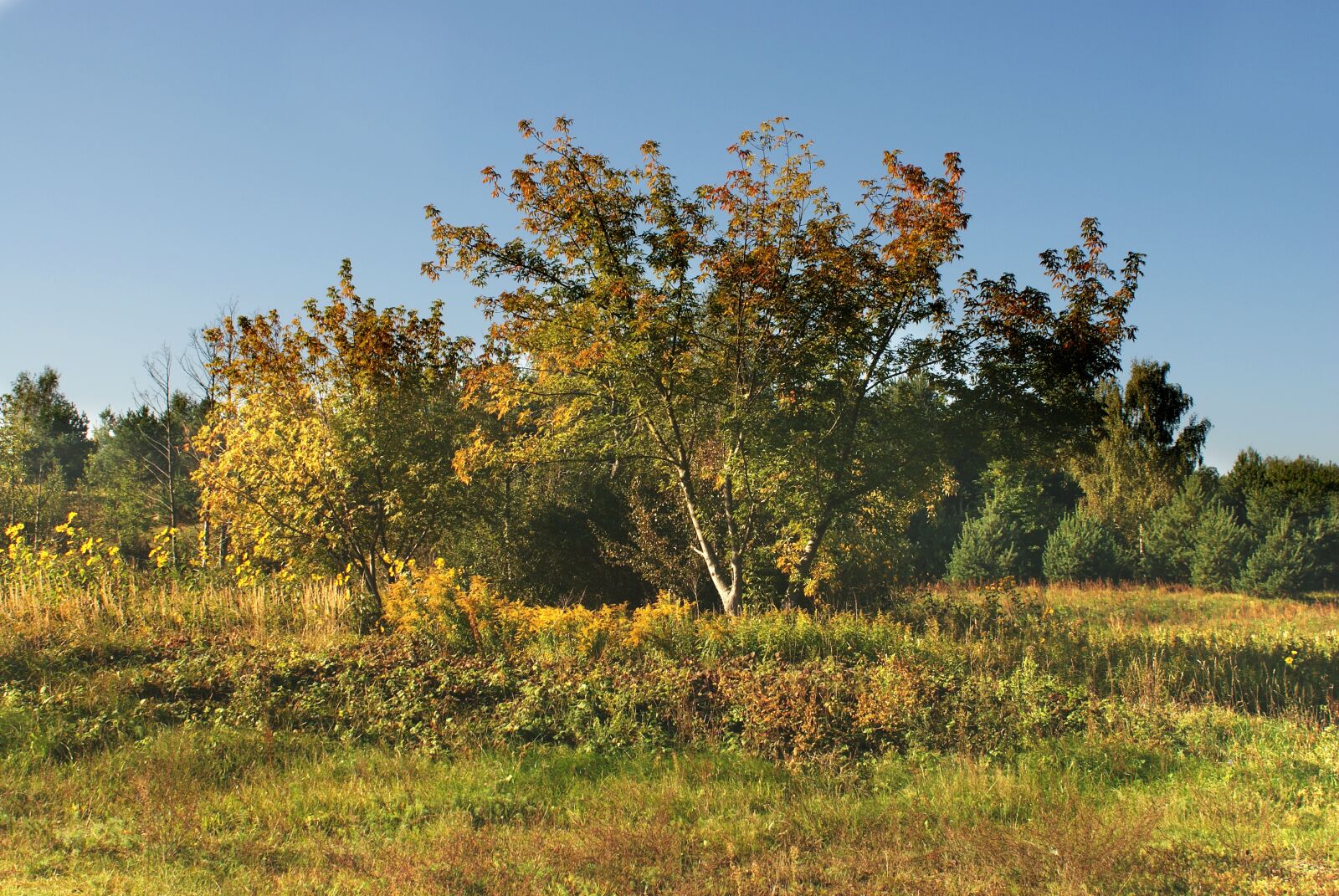 Sony Alpha DSLR-A200 sample photo. Author, skibka, photo photography