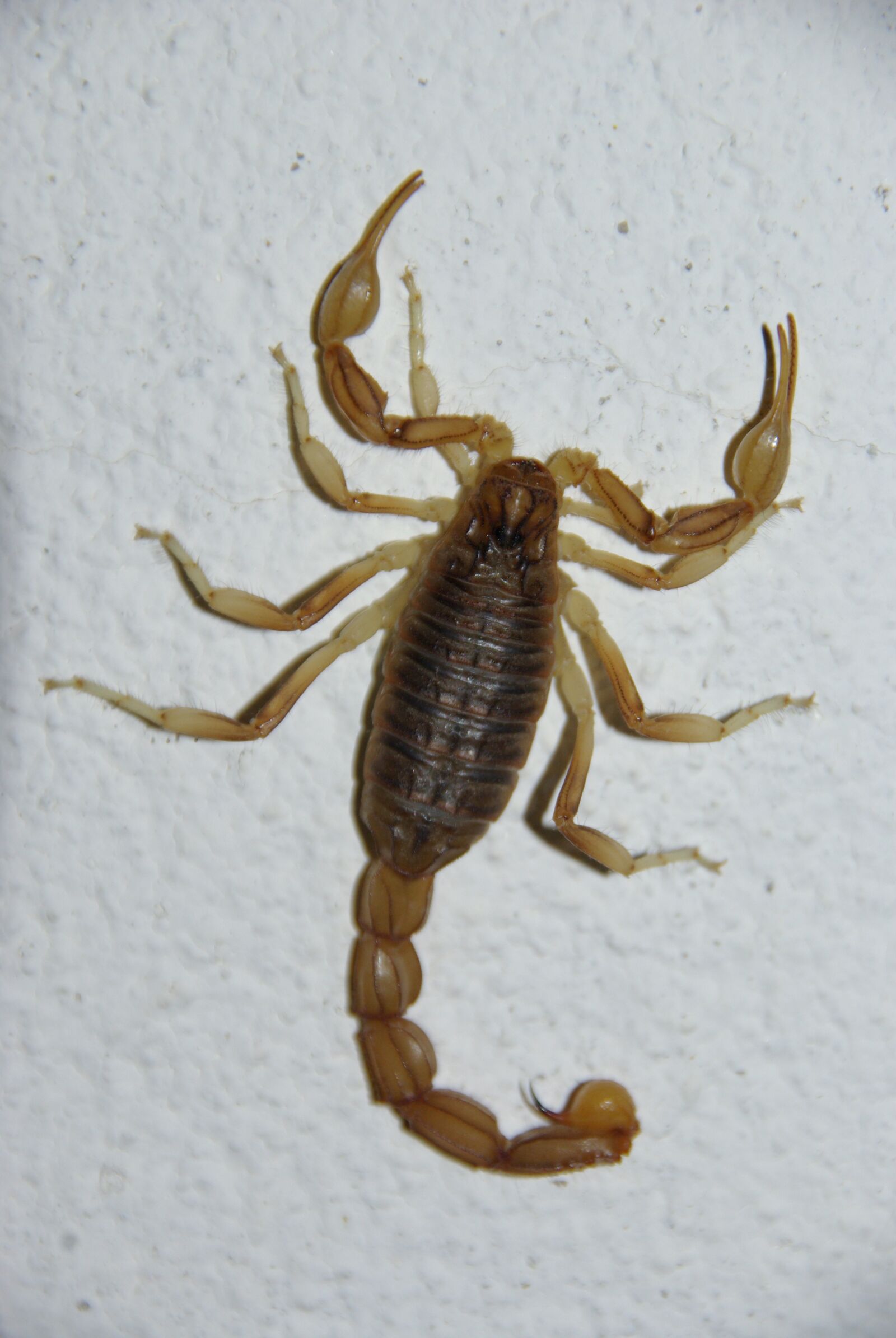 Pentax K10D sample photo. The scorpion, scorpion, portugal photography