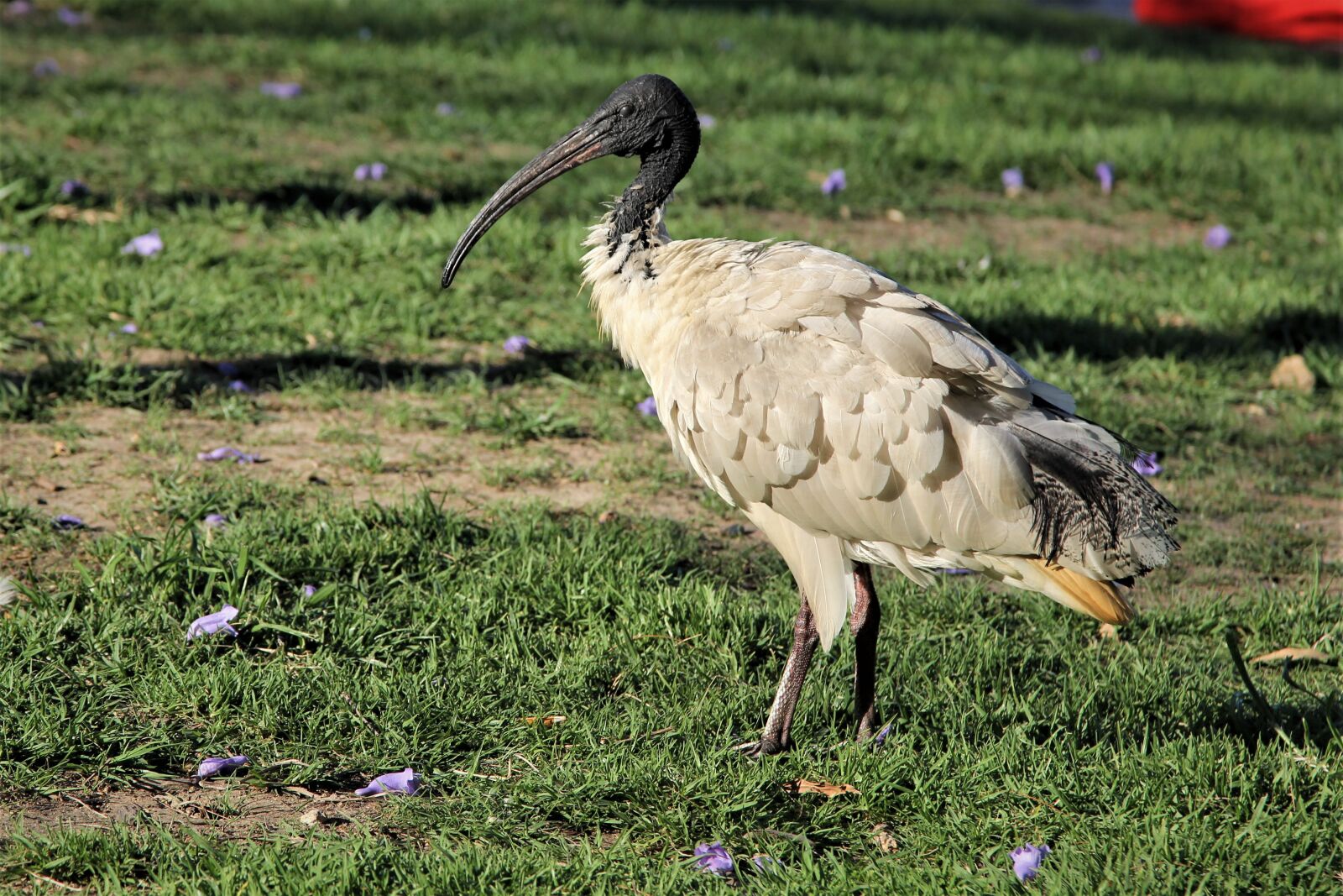 Canon EOS 60D + Canon EF 24-105mm F4L IS USM sample photo. Ibis, australian, white photography