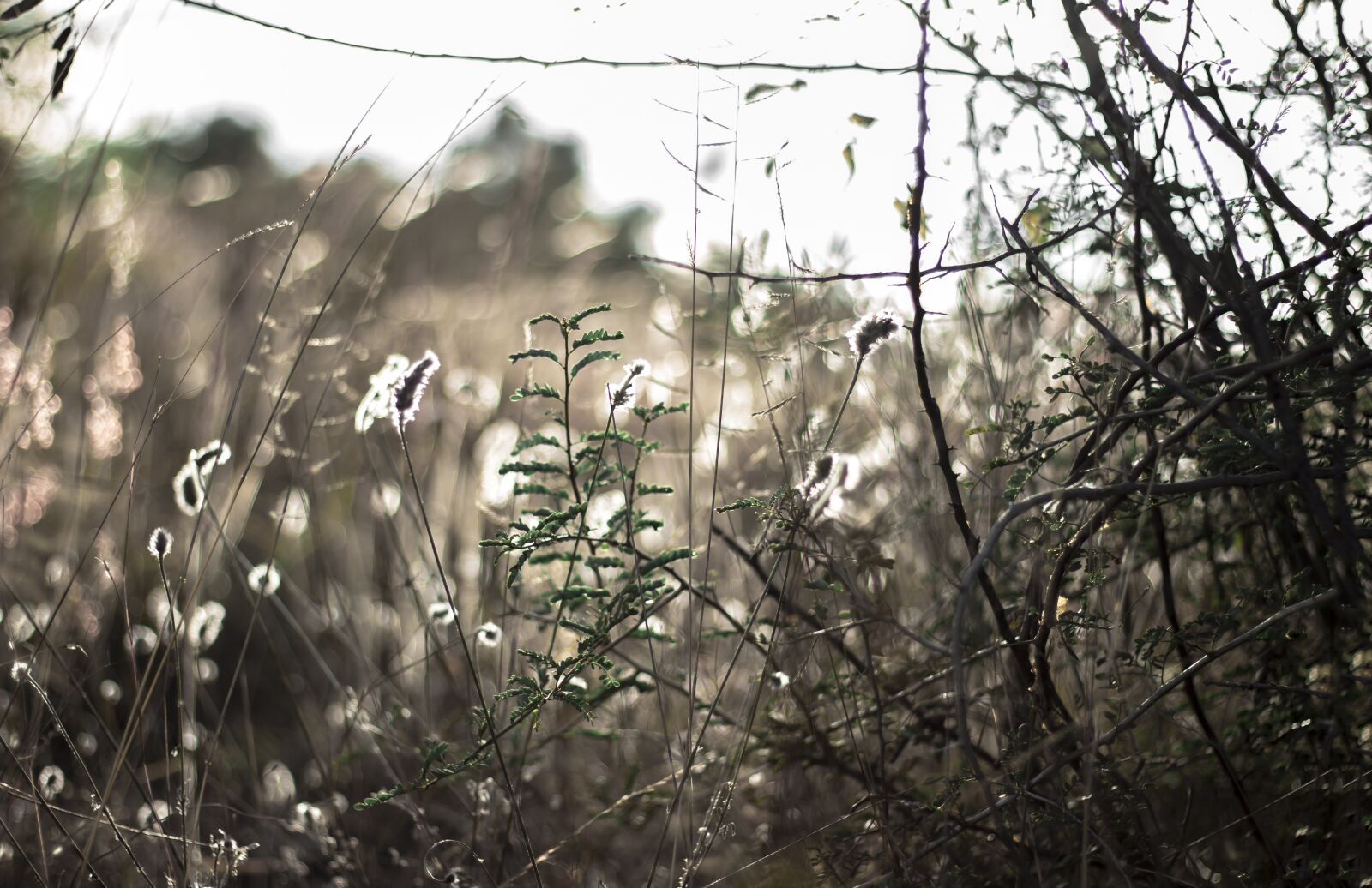 Canon EOS 600D (Rebel EOS T3i / EOS Kiss X5) sample photo. Nature, grass, light photography
