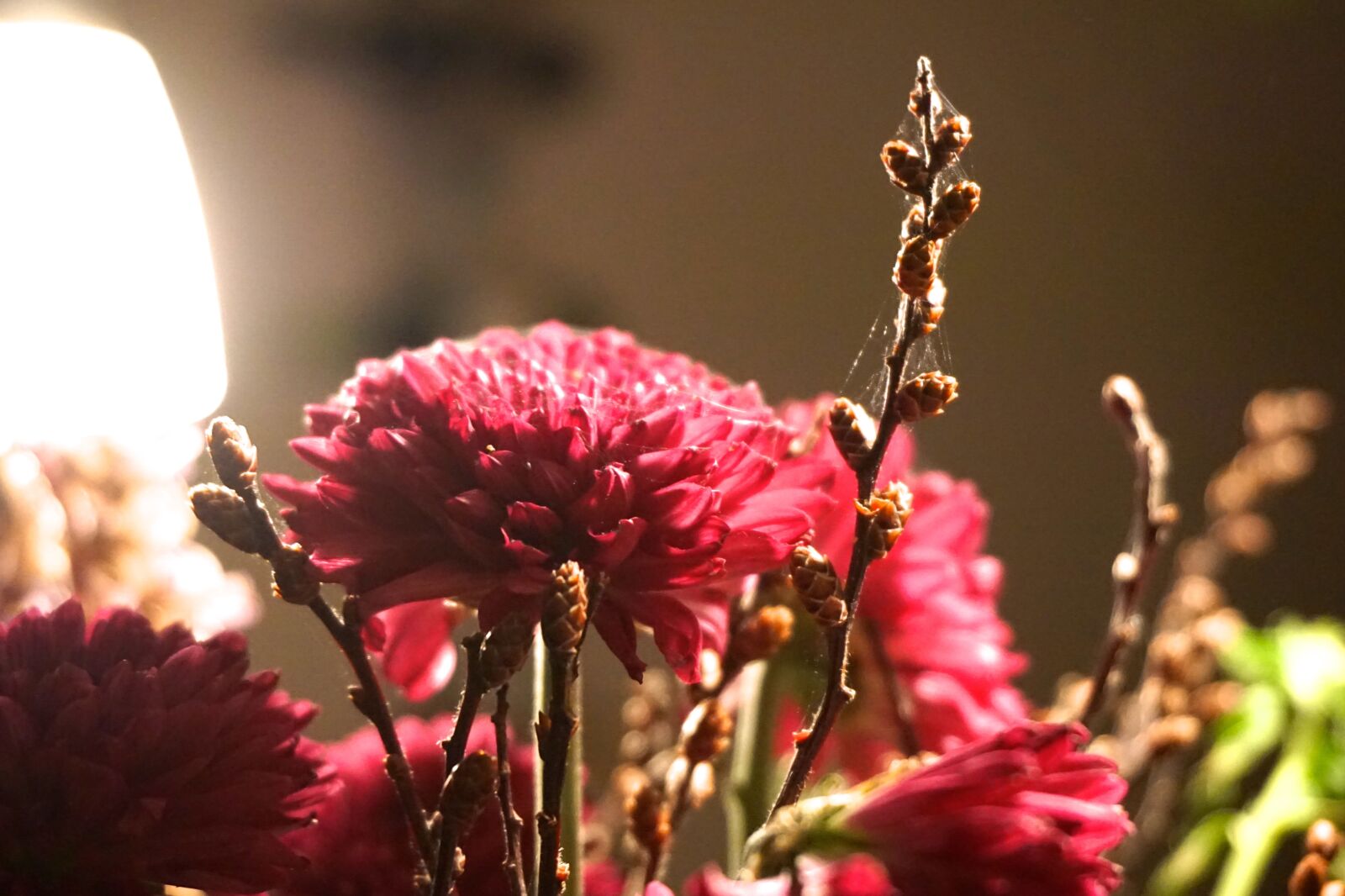 Sony a5100 sample photo. Flower, leaf, web photography