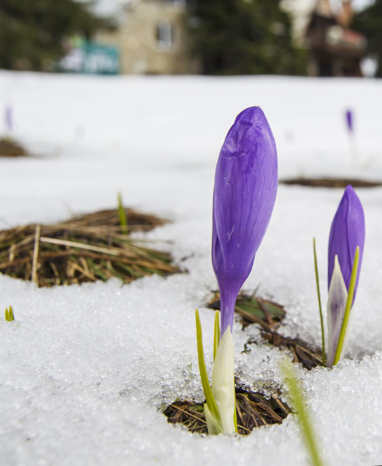 Nikon D5100 sample photo. Crocus, snow, spring photography