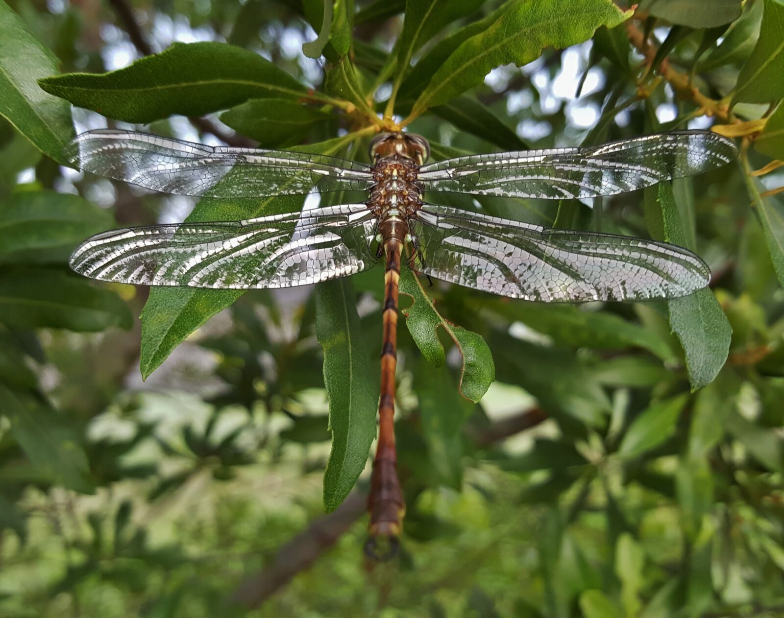 Samsung Galaxy Note5 sample photo. Dragonfly, insect, winged insect photography