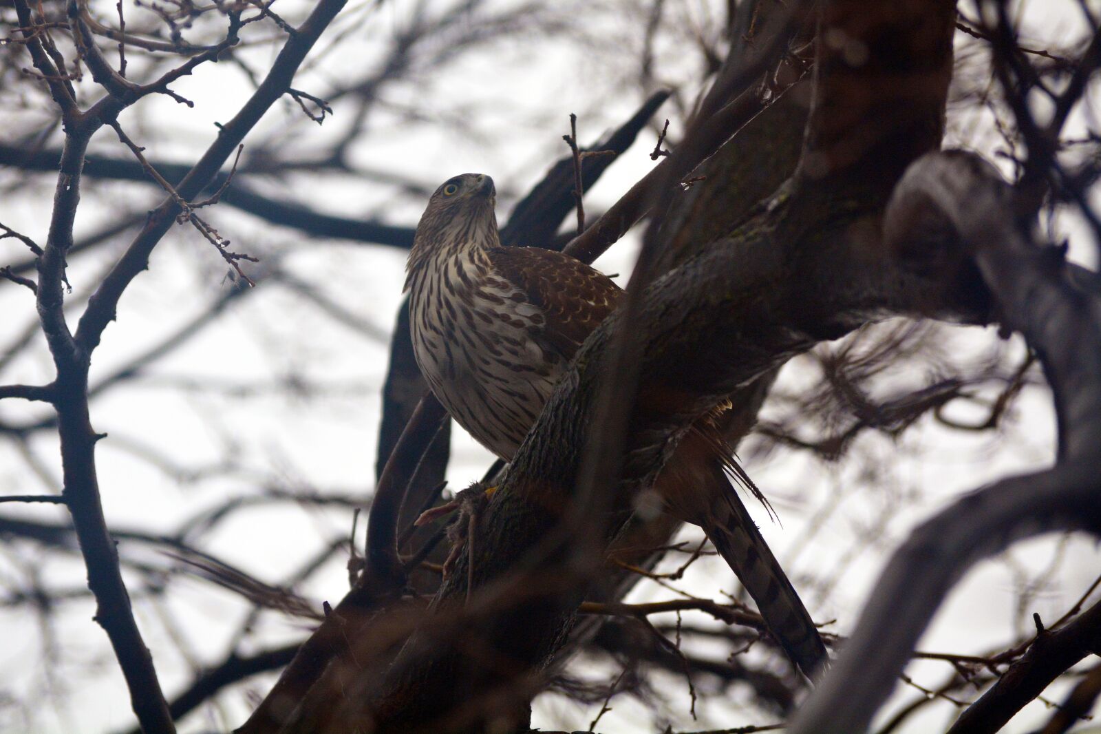Nikon D5200 sample photo. Bird, tree, nature photography