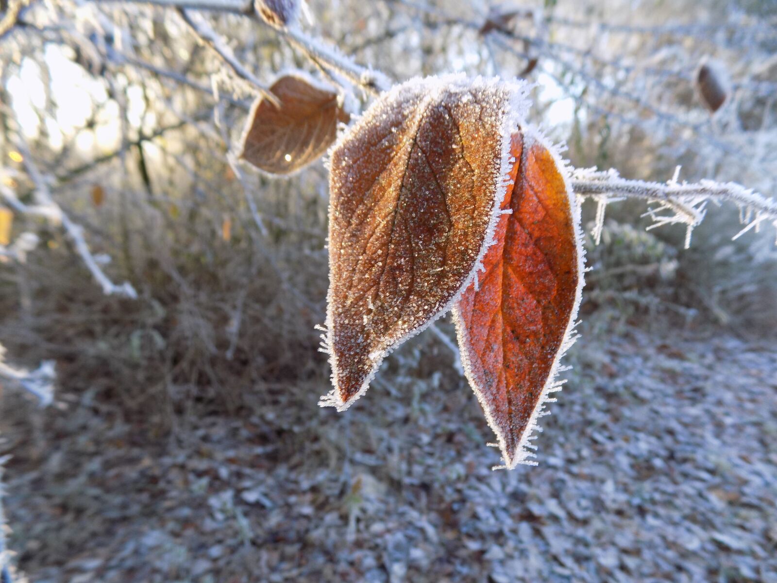 Nikon COOLPIX L340 sample photo. Frost, cold, frozen photography