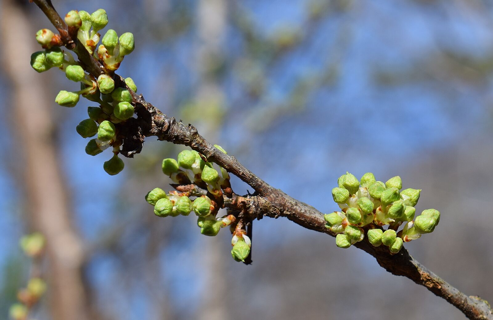 Nikon D3300 sample photo. Cherry blossom buds, bud photography