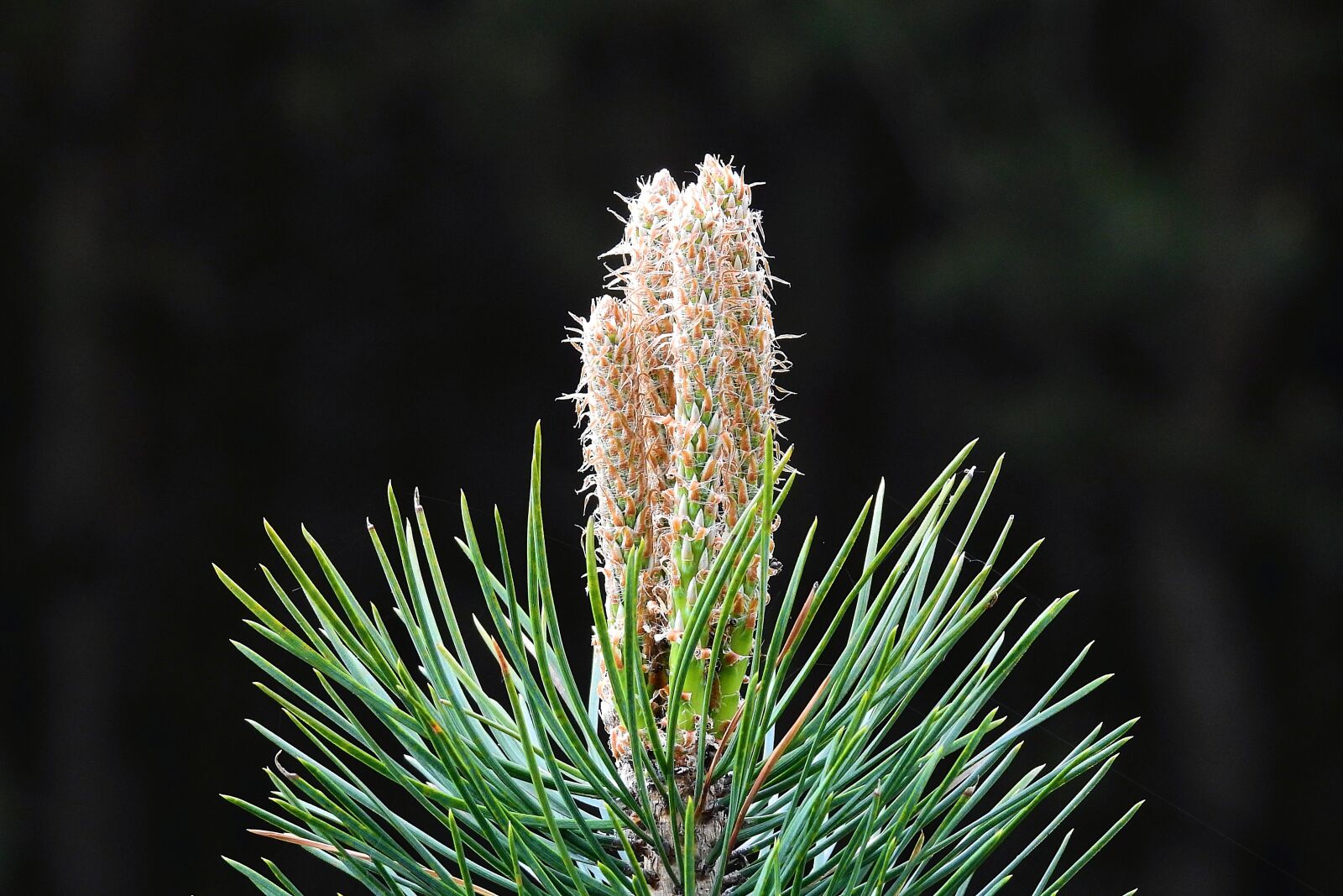 Nikon Coolpix P900 sample photo. Nature, shoots of pine photography