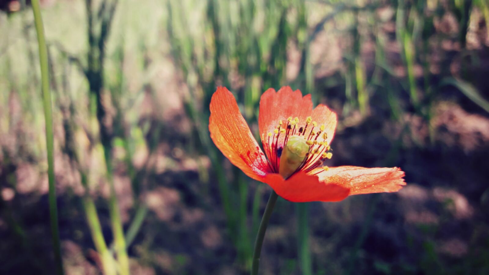 Samsung Galaxy J7 sample photo. Morning, flower, nature photography