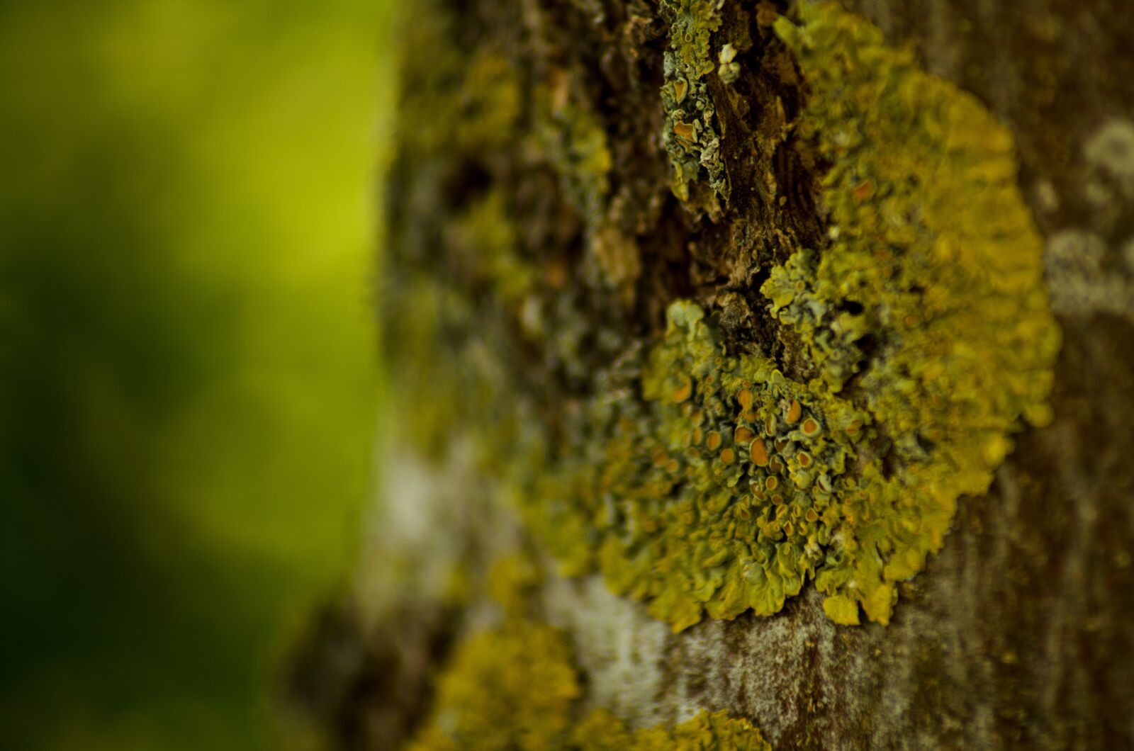 Nikon D5100 sample photo. Tree, bark, forest photography