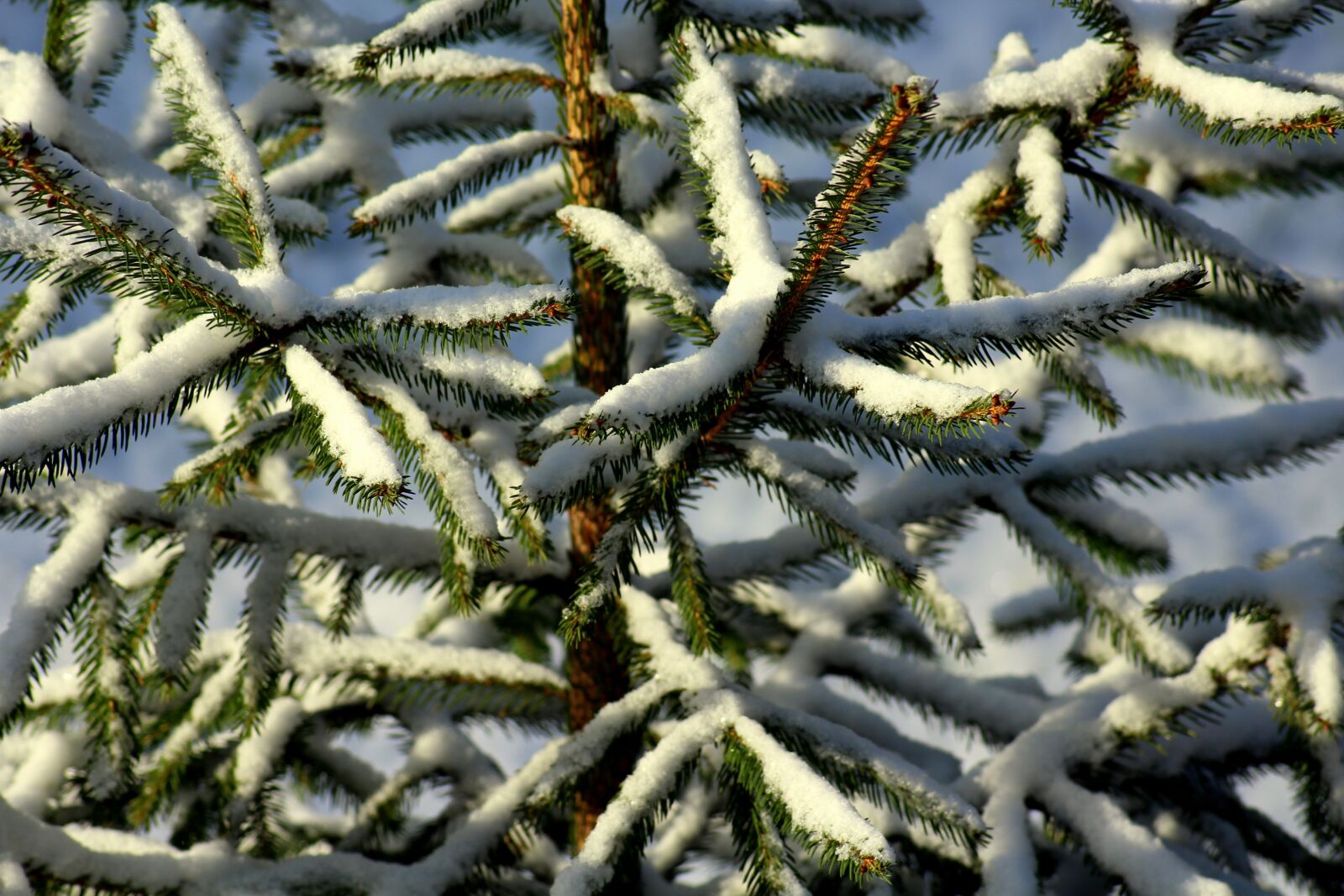 Canon EOS 1200D (EOS Rebel T5 / EOS Kiss X70 / EOS Hi) sample photo. Christmas tree, iglak, snow photography
