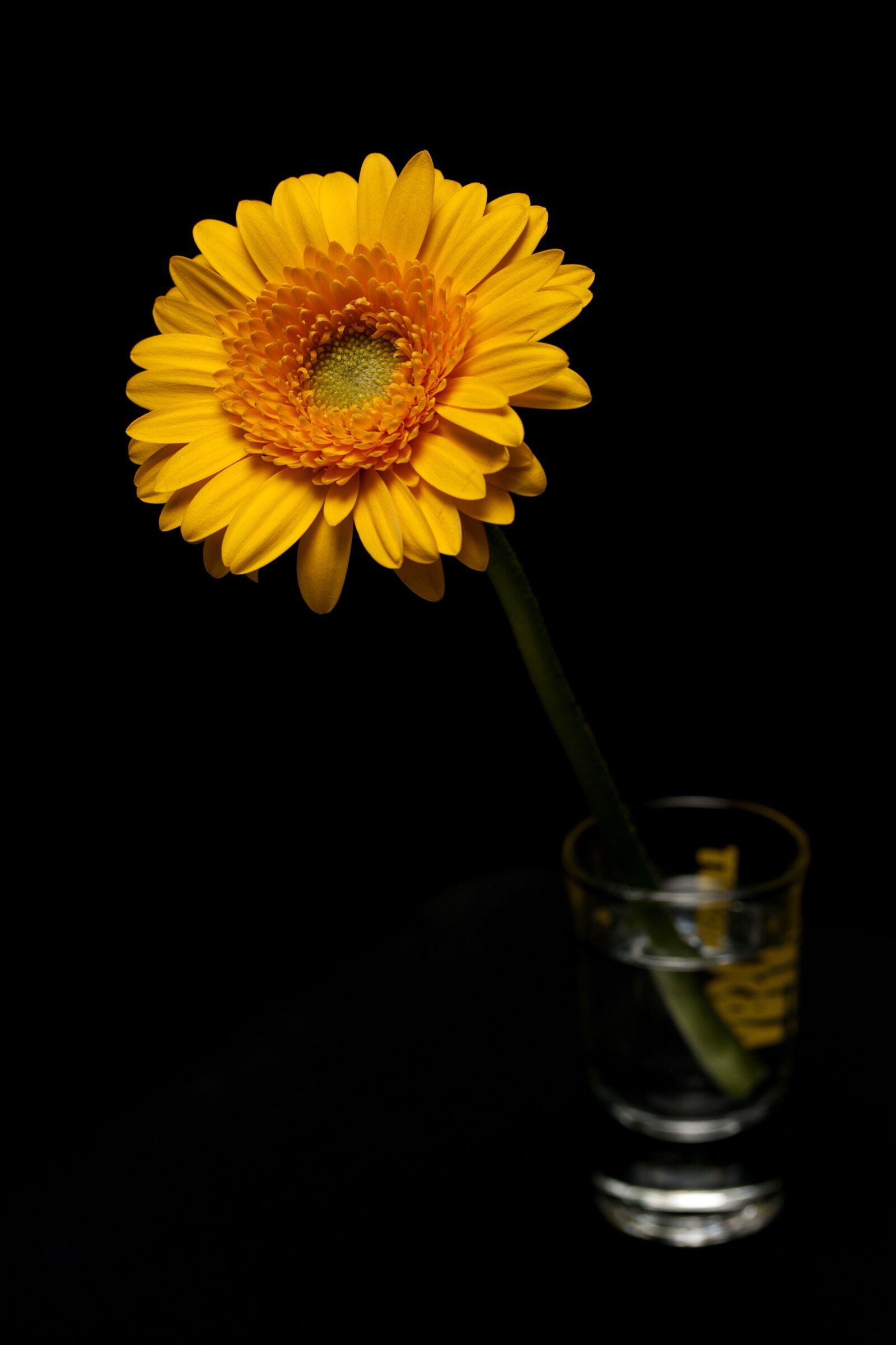 Canon EOS 40D + Canon EF-S 60mm F2.8 Macro USM sample photo. Daisy, yellow, leaves photography
