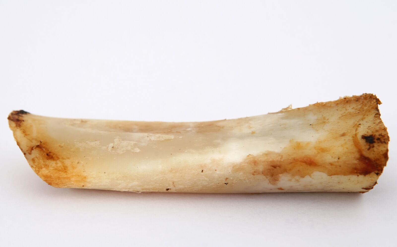 Canon EOS 30D sample photo. T bone gristle, gristle photography