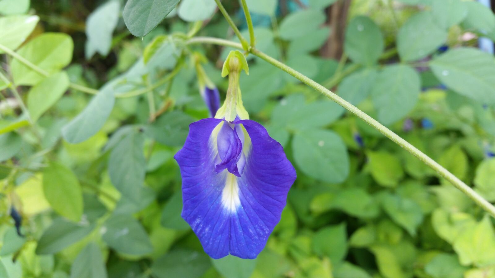 Samsung Galaxy S5 sample photo. Flower, butterfly pea flower photography
