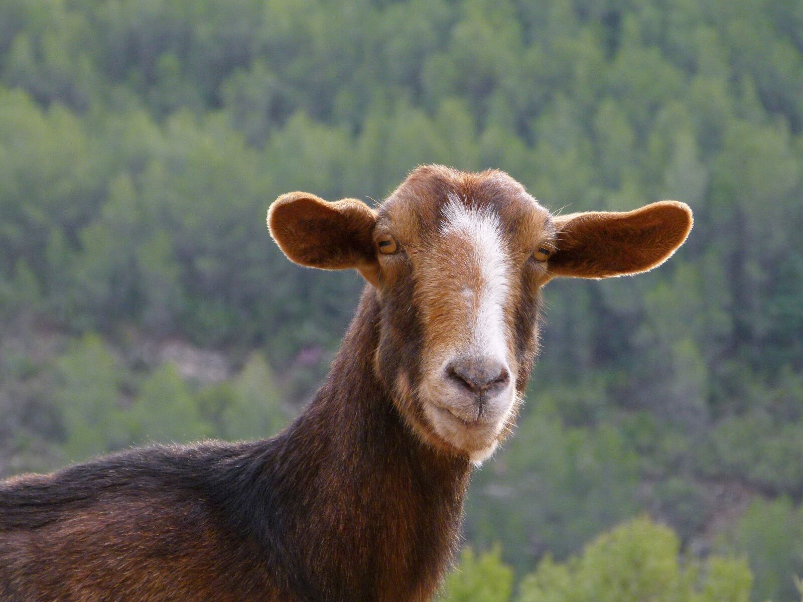 Leica V-Lux 2 sample photo. Goat, mammalia, farm photography