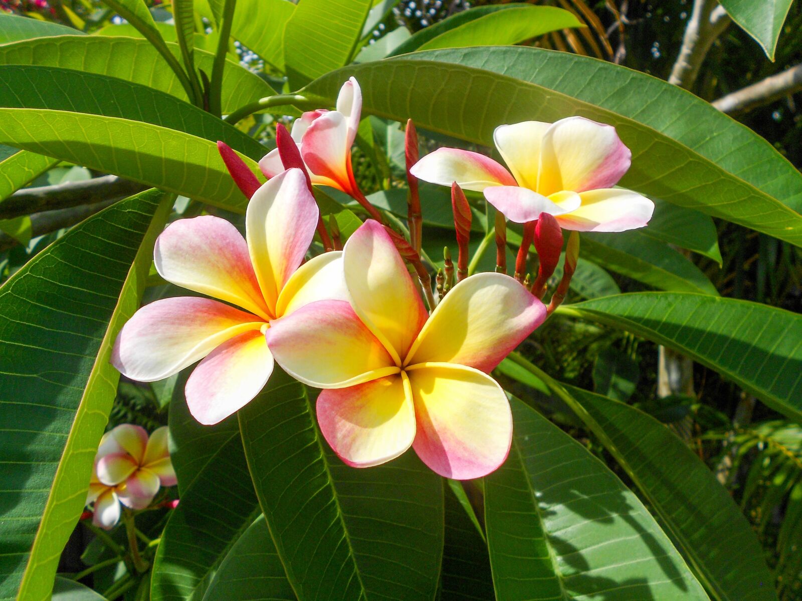 Nikon Coolpix S3100 sample photo. Plumeria, flower, tropical photography