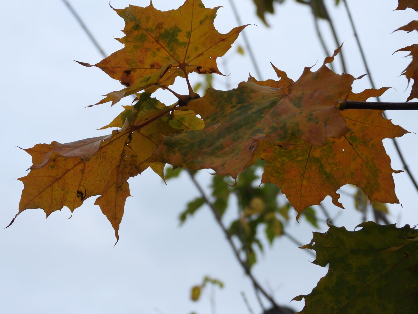 Nikon Coolpix P1000 sample photo. Autumn leaf, autumn, golden photography