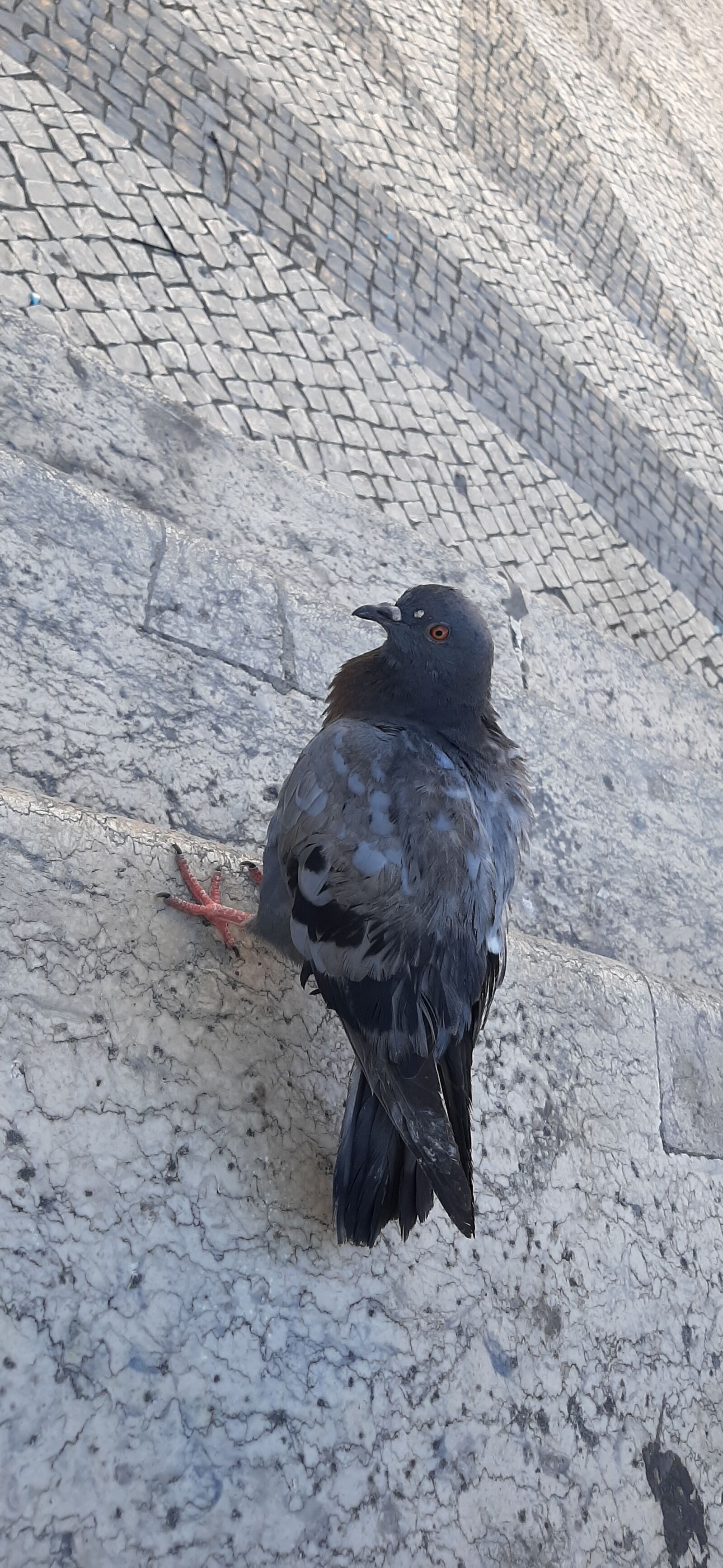 Samsung Galaxy A50 sample photo. Paloma, pico, pluma photography