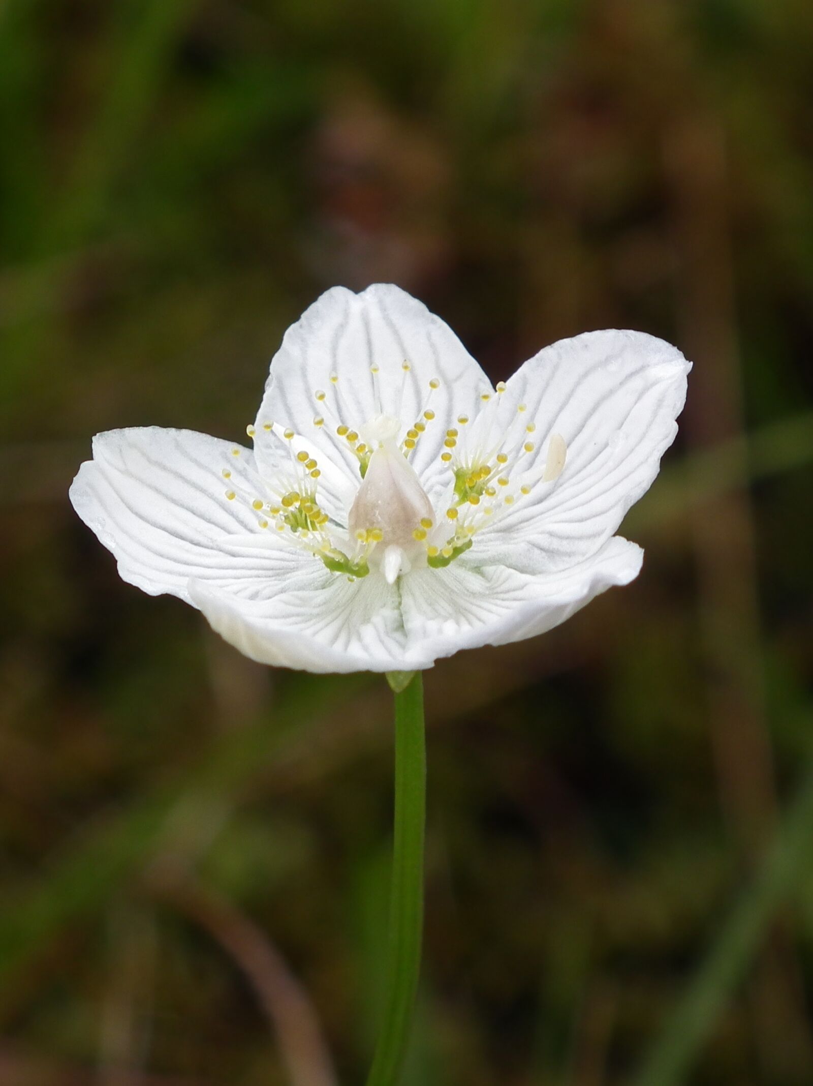 FujiFilm FinePix HS10 (FinePix HS11) sample photo. Flower, wildflower, grass of photography