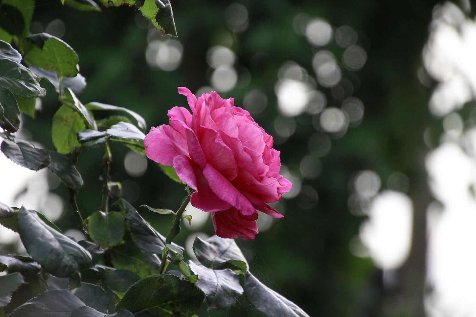 Canon EOS 700D (EOS Rebel T5i / EOS Kiss X7i) sample photo. Rose, bush, plant photography