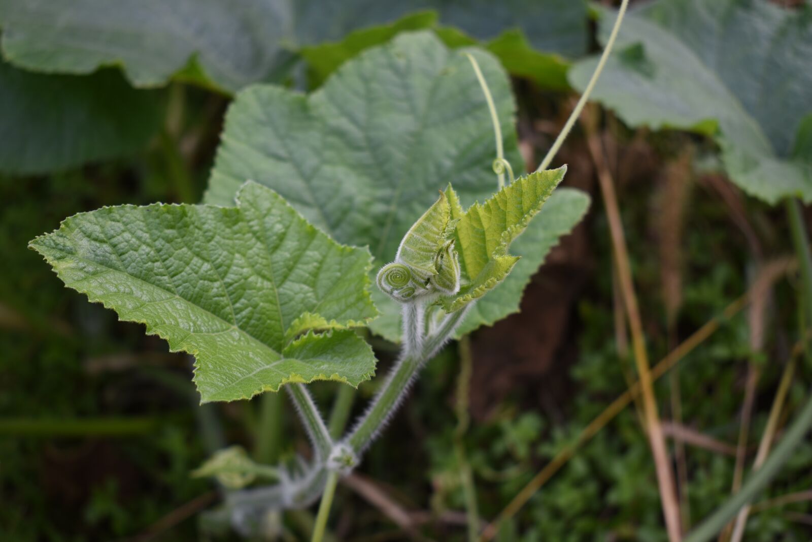 Nikon D750 sample photo. Pumpkin, farming, pumpkin leaf photography