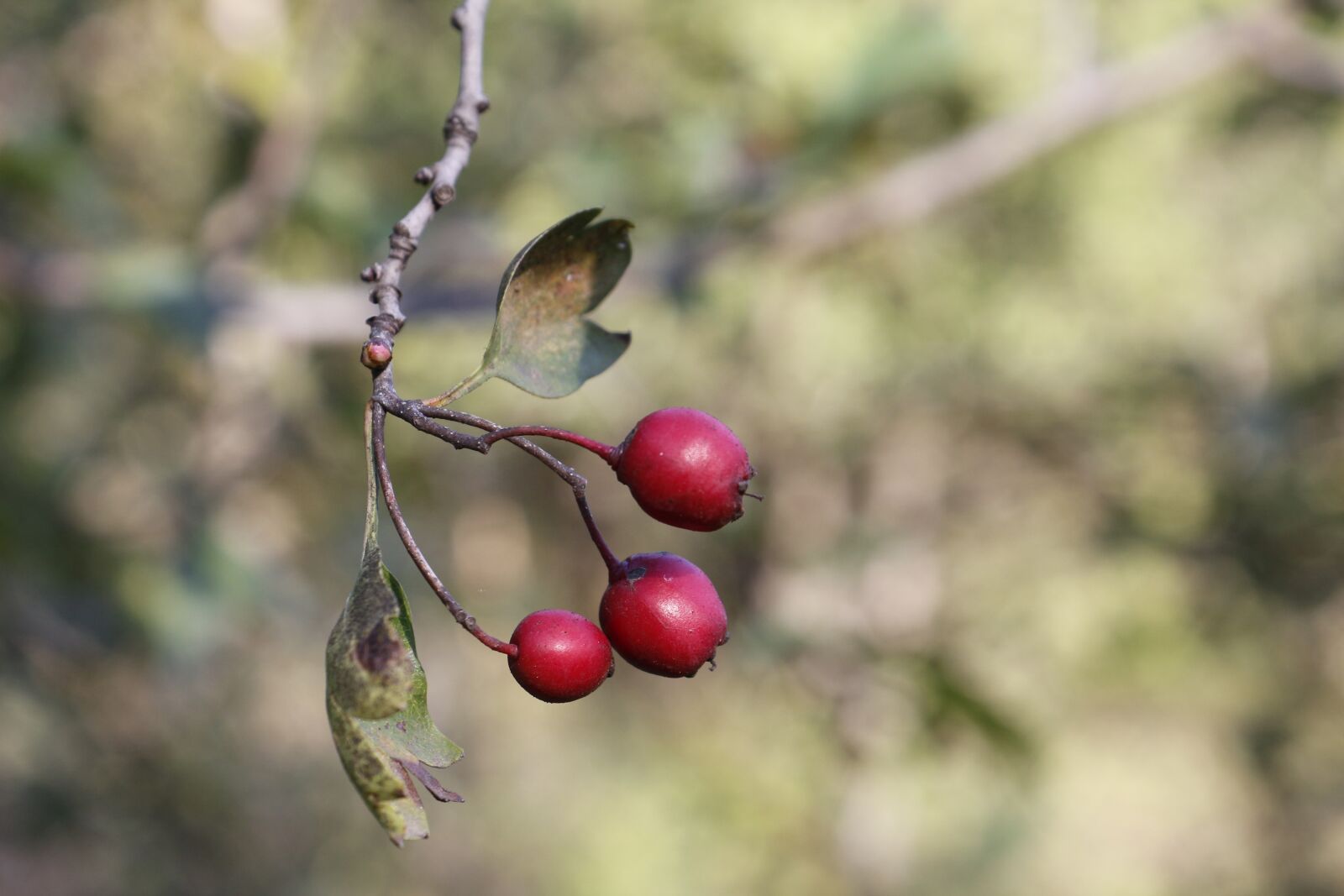 Canon EOS 650D (EOS Rebel T4i / EOS Kiss X6i) sample photo. Dog rose, plant, nature photography