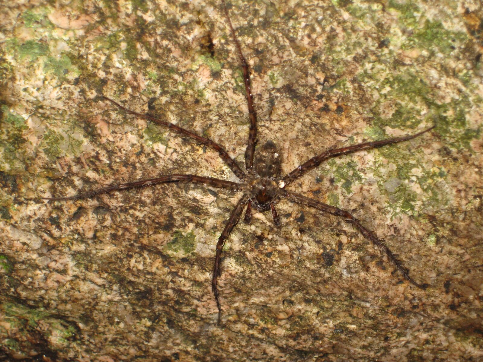 Canon POWERSHOT SD1000 sample photo. Spider, rock, nature photography