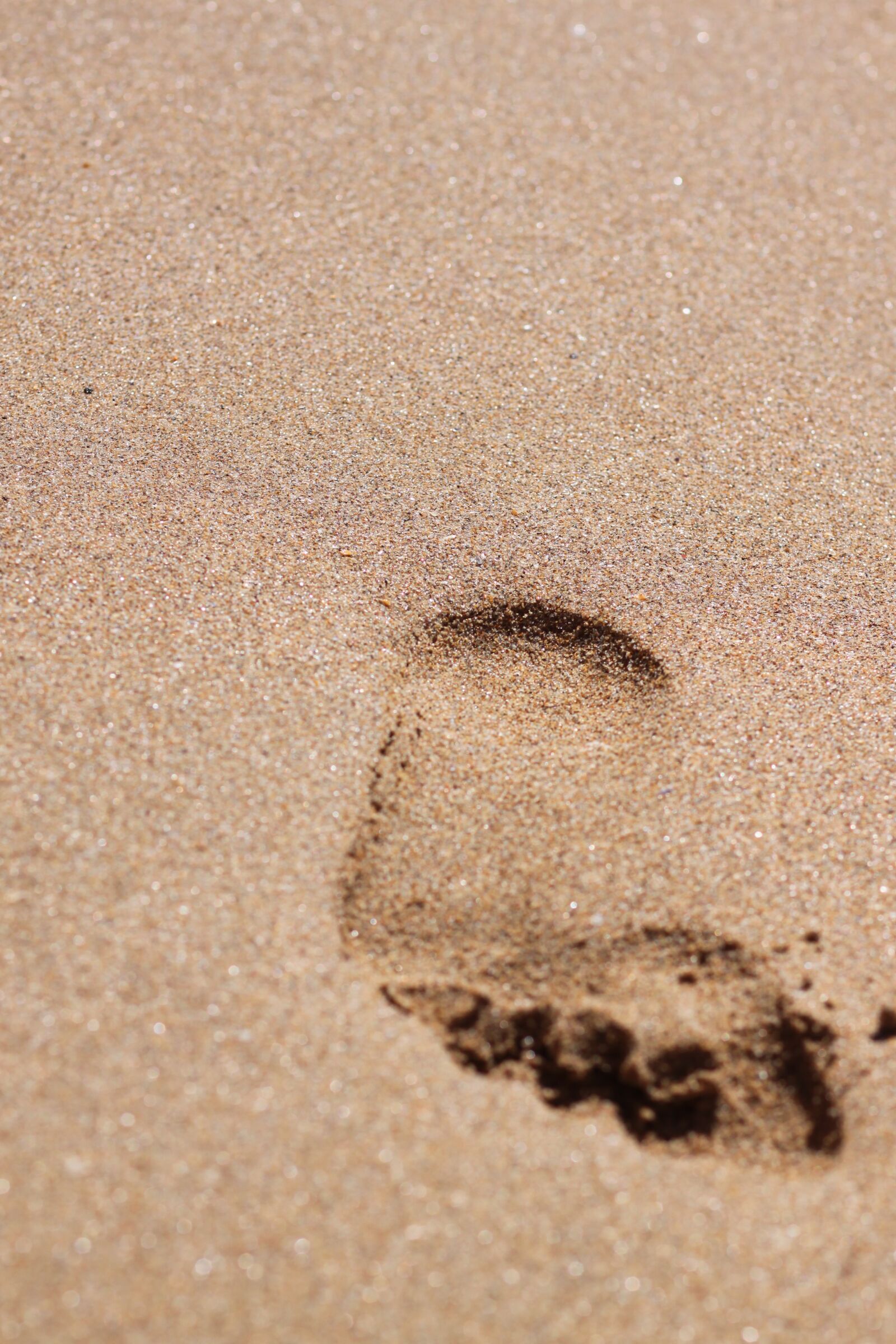 Canon EOS 500D (EOS Rebel T1i / EOS Kiss X3) sample photo. Foot, print, sand photography